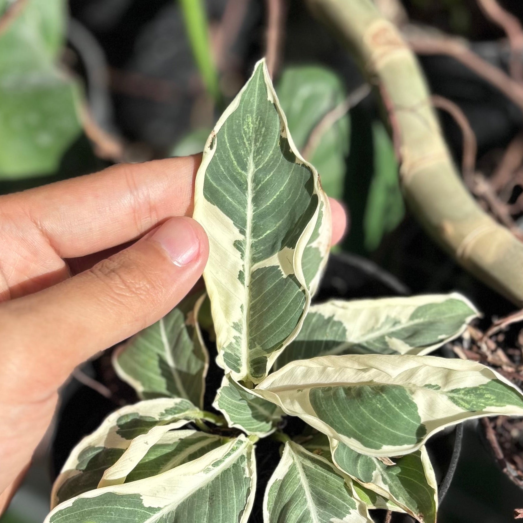 Adelonema Wallisii Variegated - Image 2