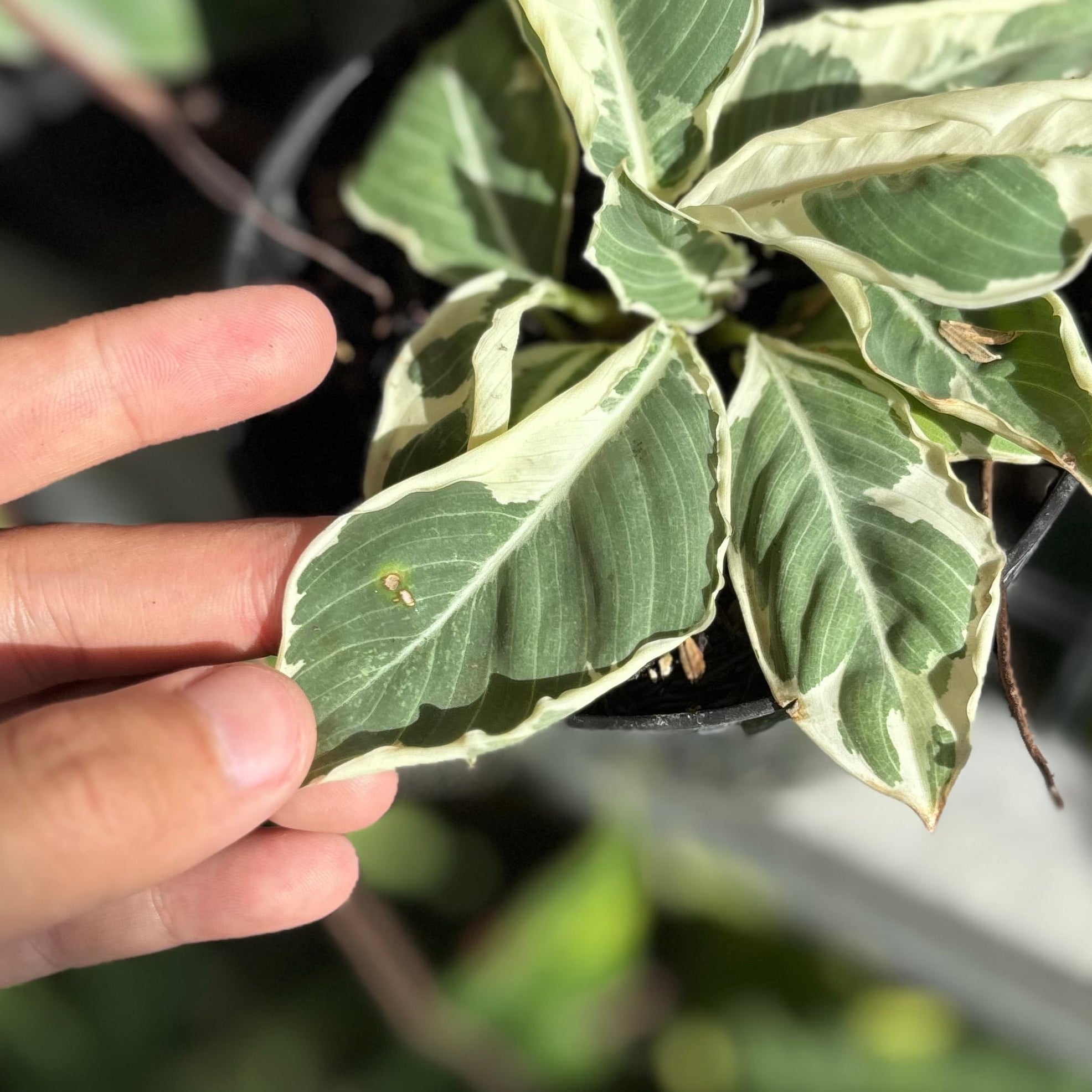 Adelonema Wallisii Variegated - Image 3