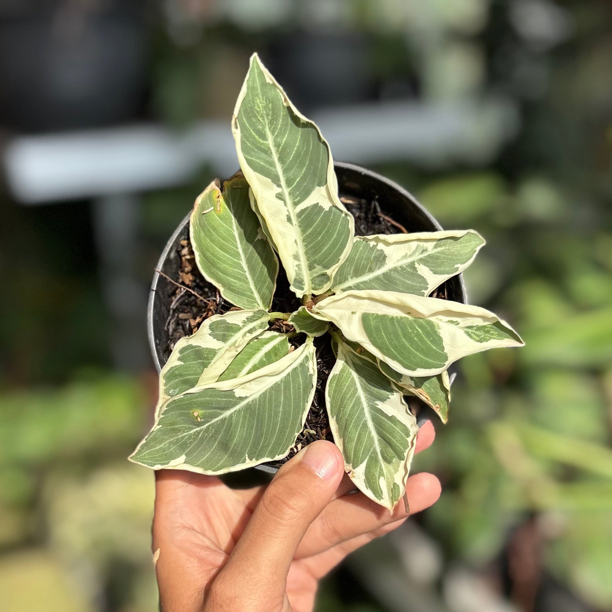 Adelonema Wallisii Variegated - Image 4