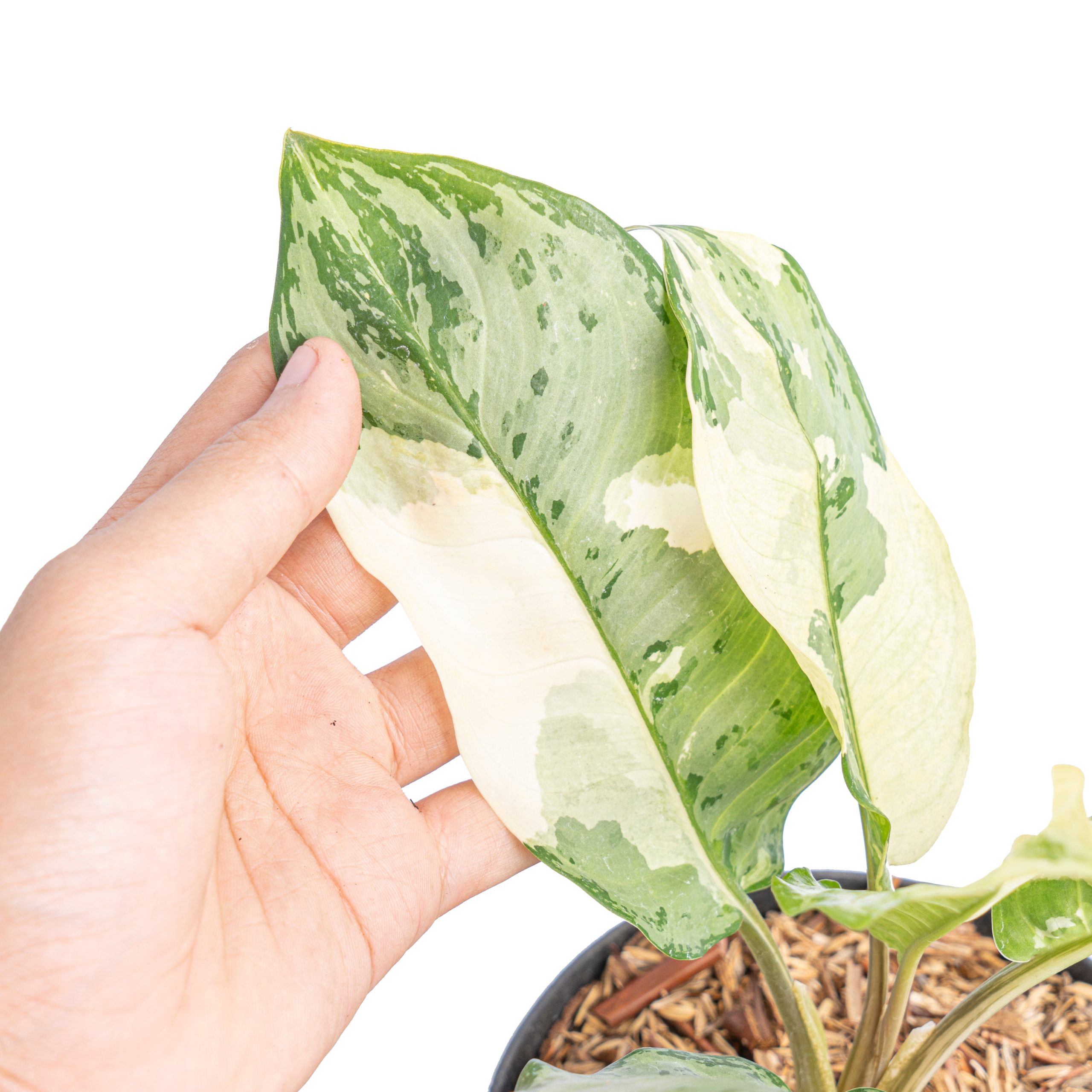 Aglaonema comutatum variegated - Image 2