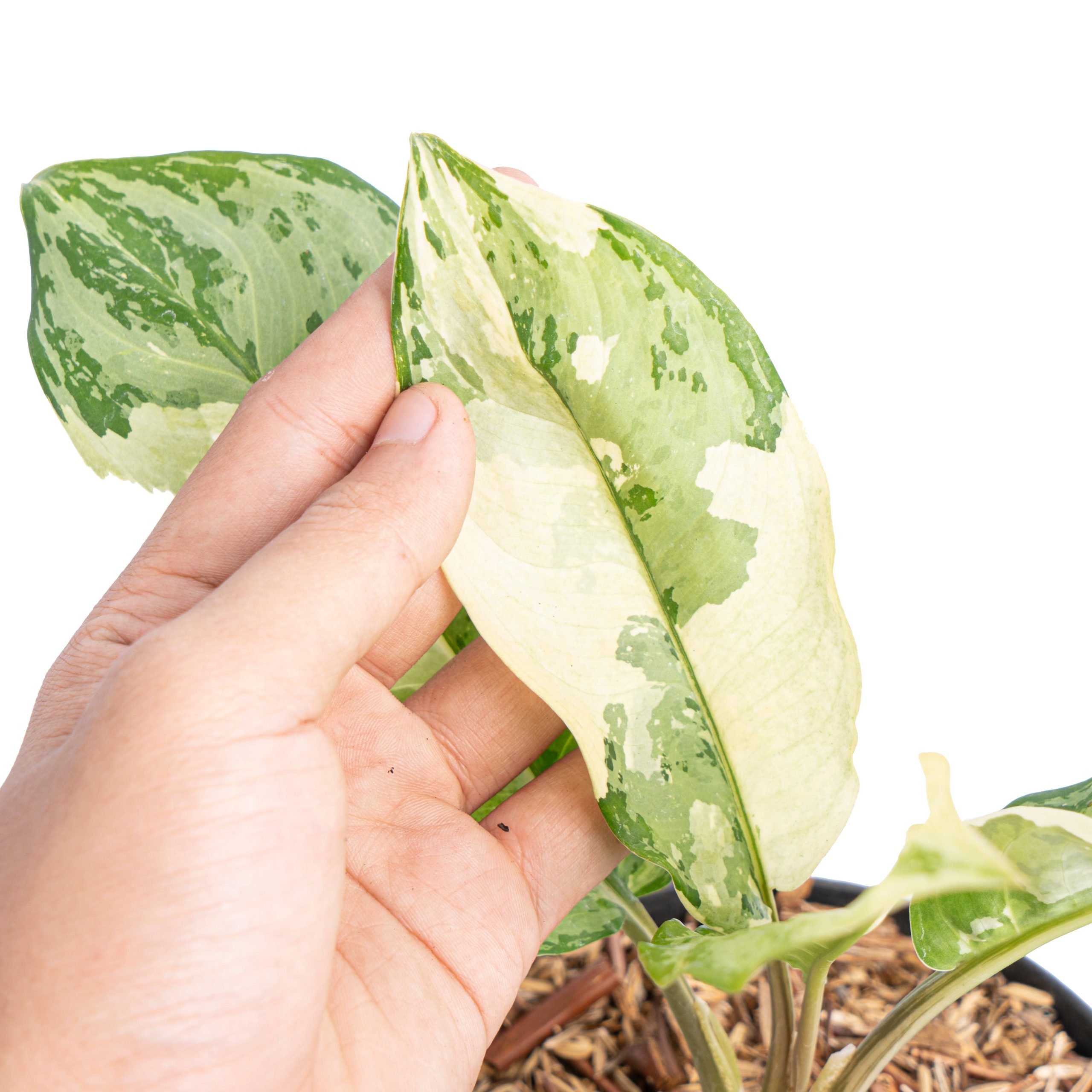 Aglaonema comutatum variegated - Image 3