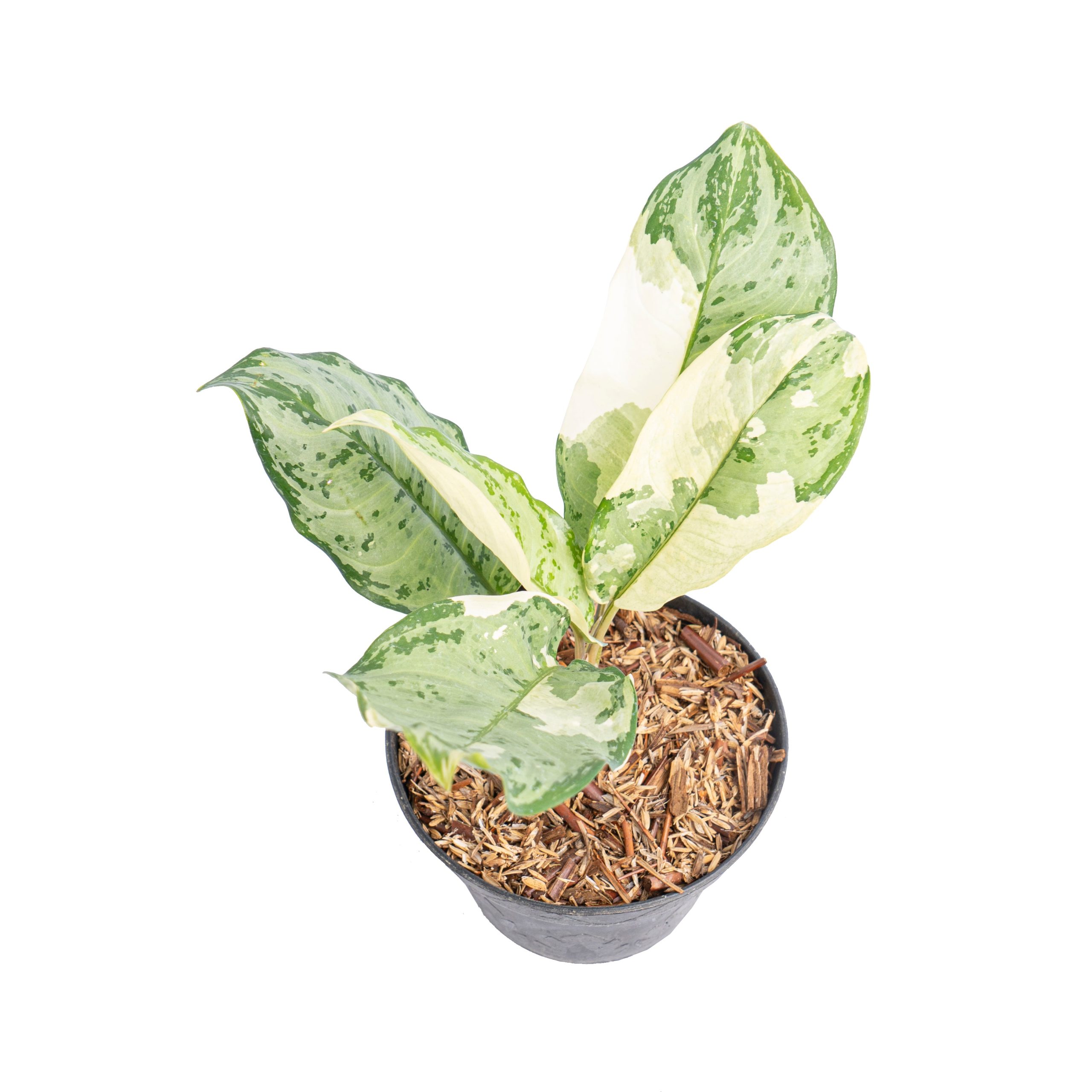Aglaonema comutatum variegated - Image 4