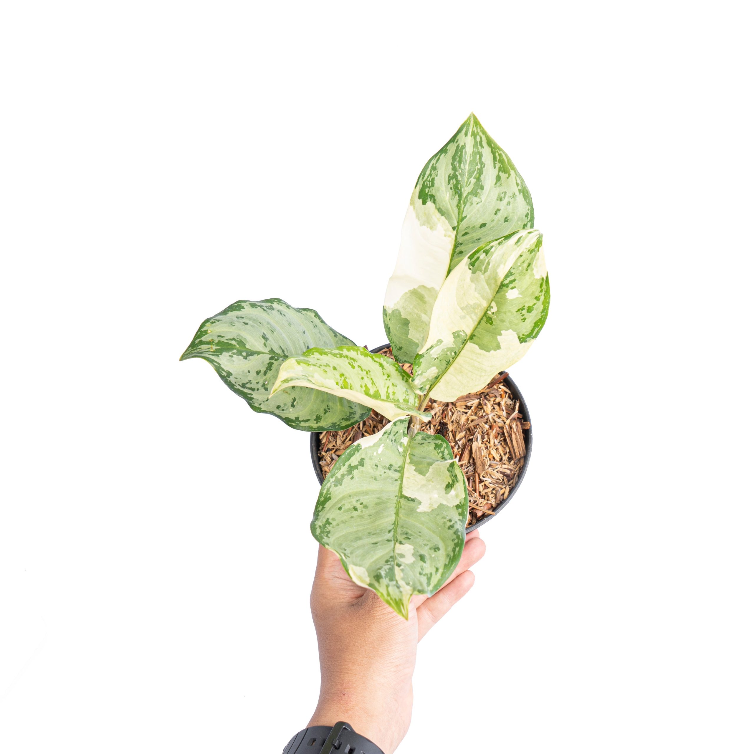 Aglaonema comutatum variegated - Image 5