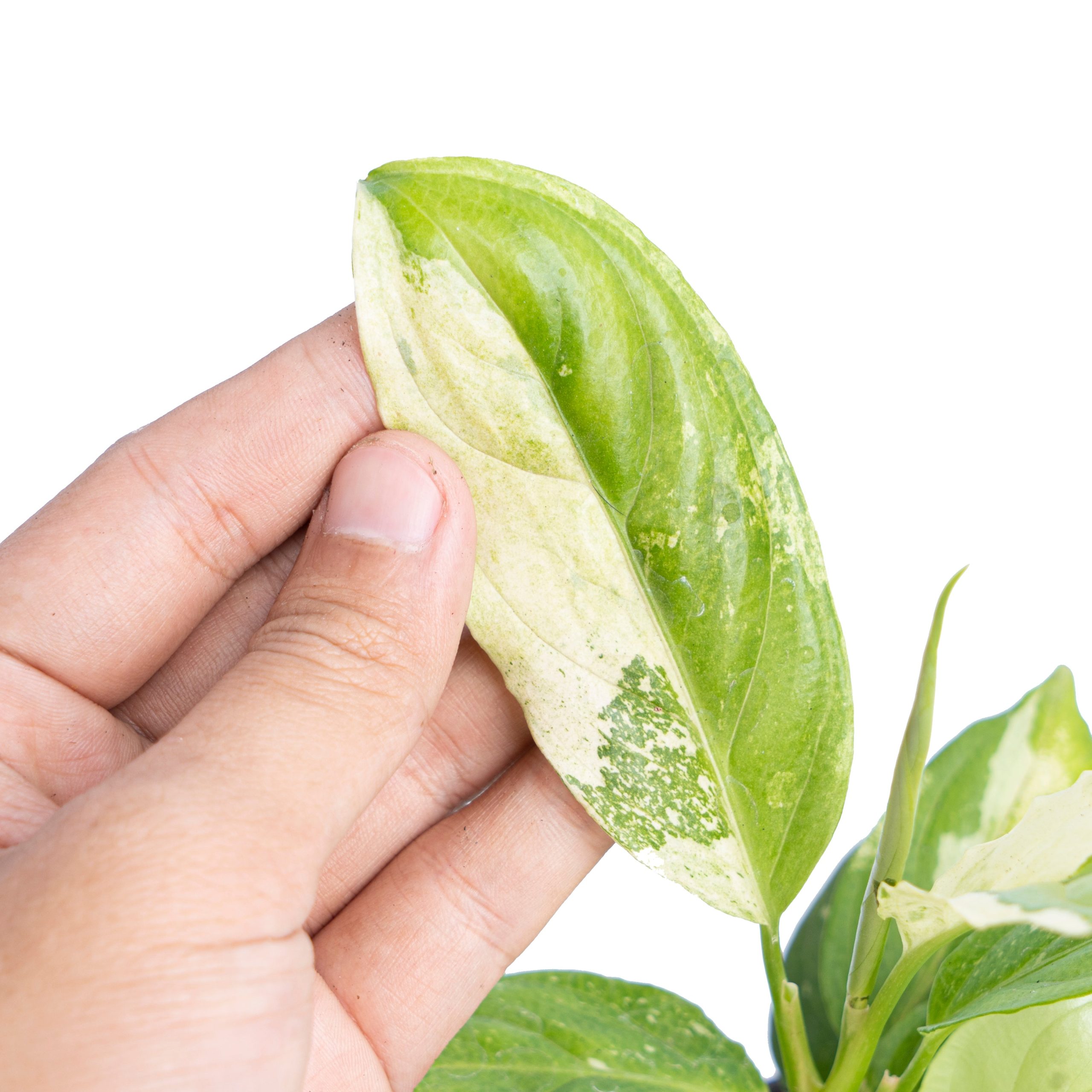 Aglaonema modestum variegated - Image 2
