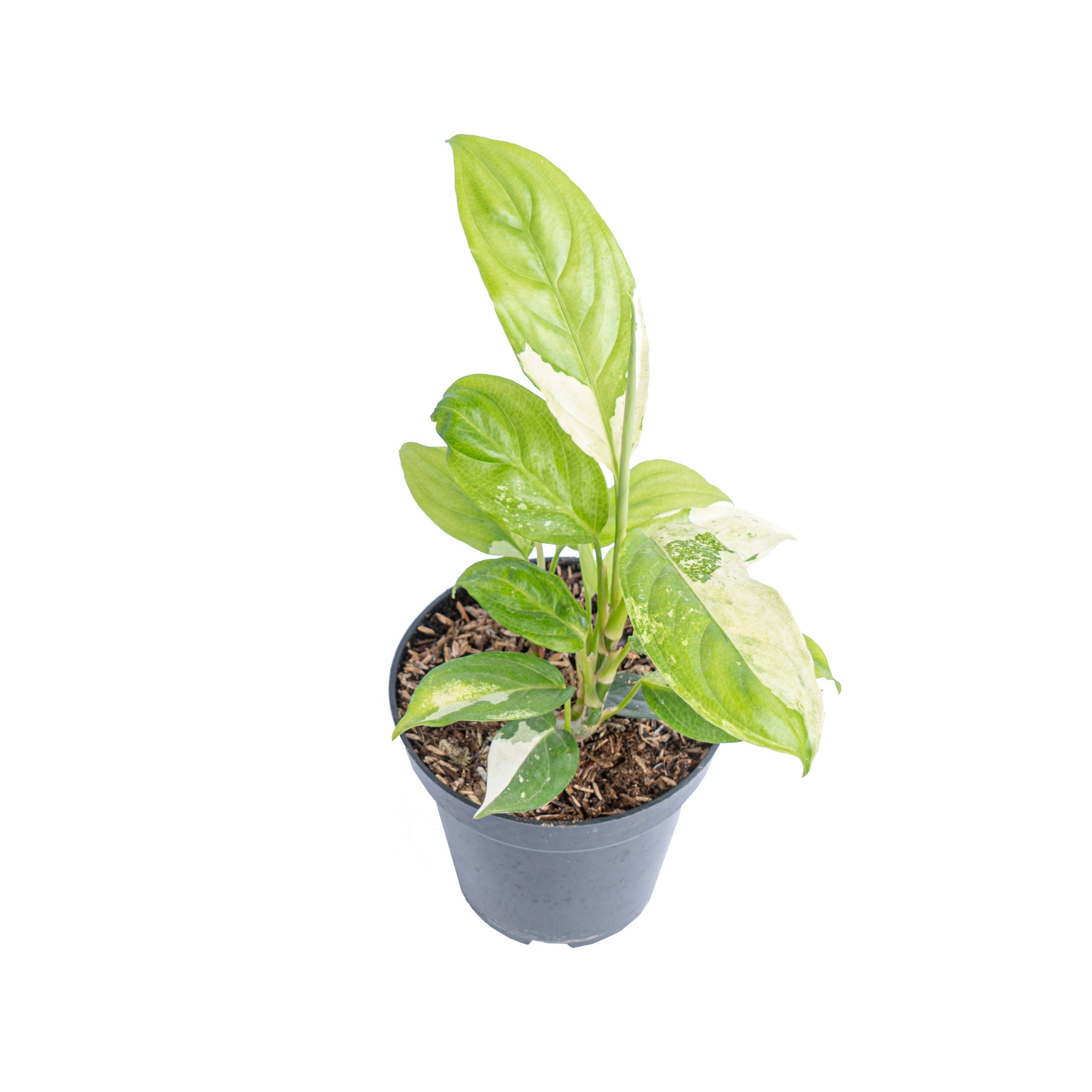 Aglaonema modestum variegated - Image 3