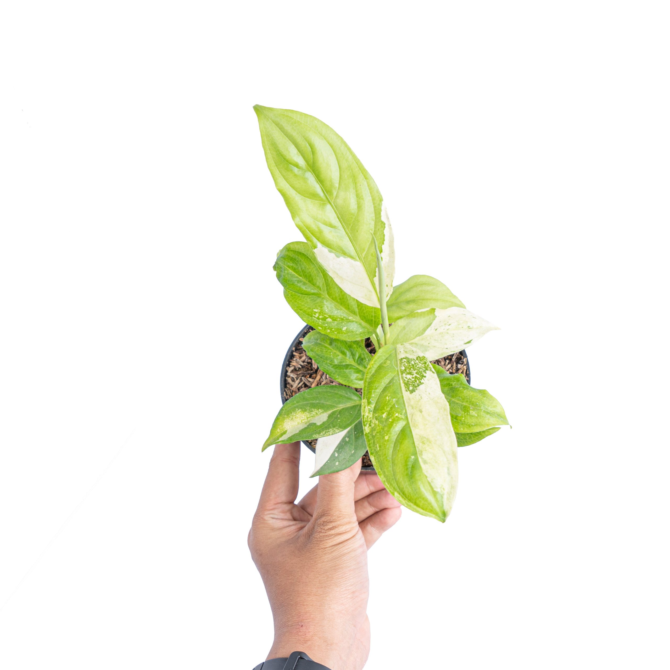 Aglaonema modestum variegated - Image 4