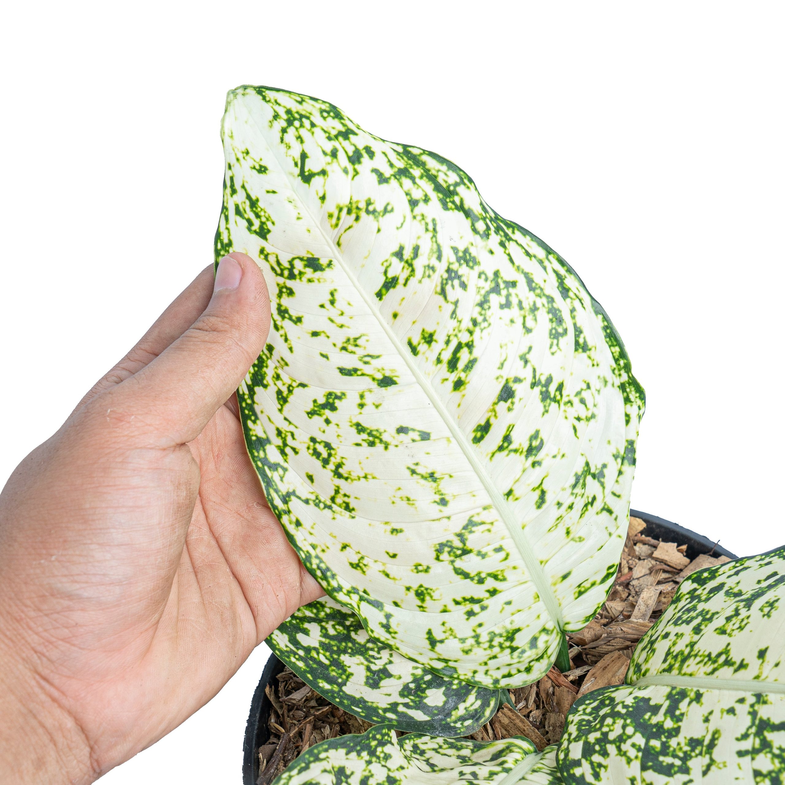 Aglaonema morodoklok - Image 2