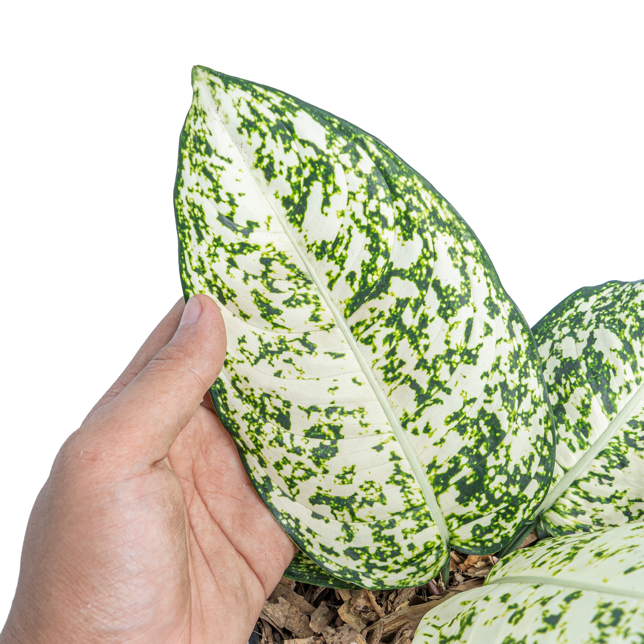 Aglaonema morodoklok - Image 3
