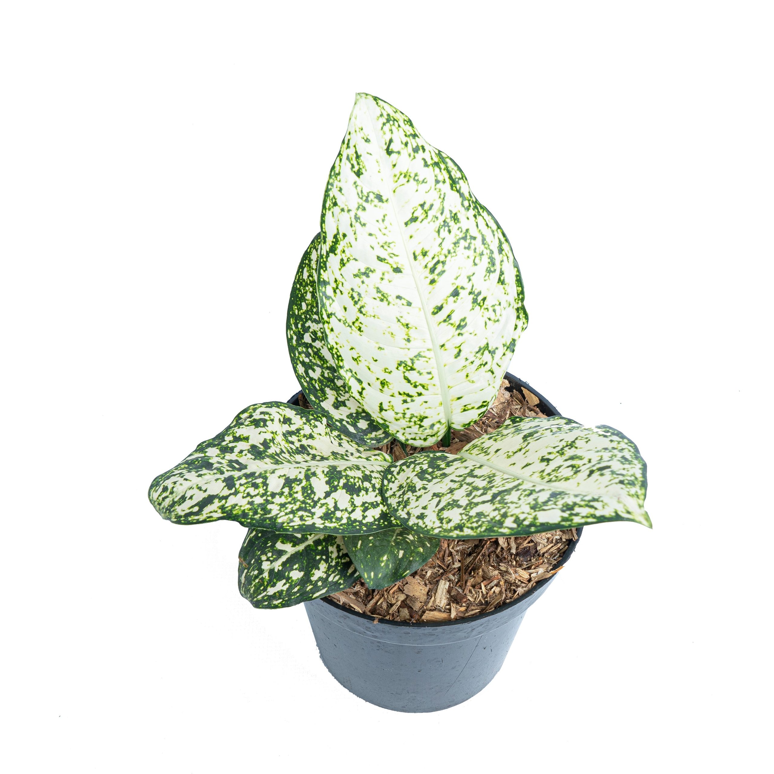 Aglaonema morodoklok - Image 4