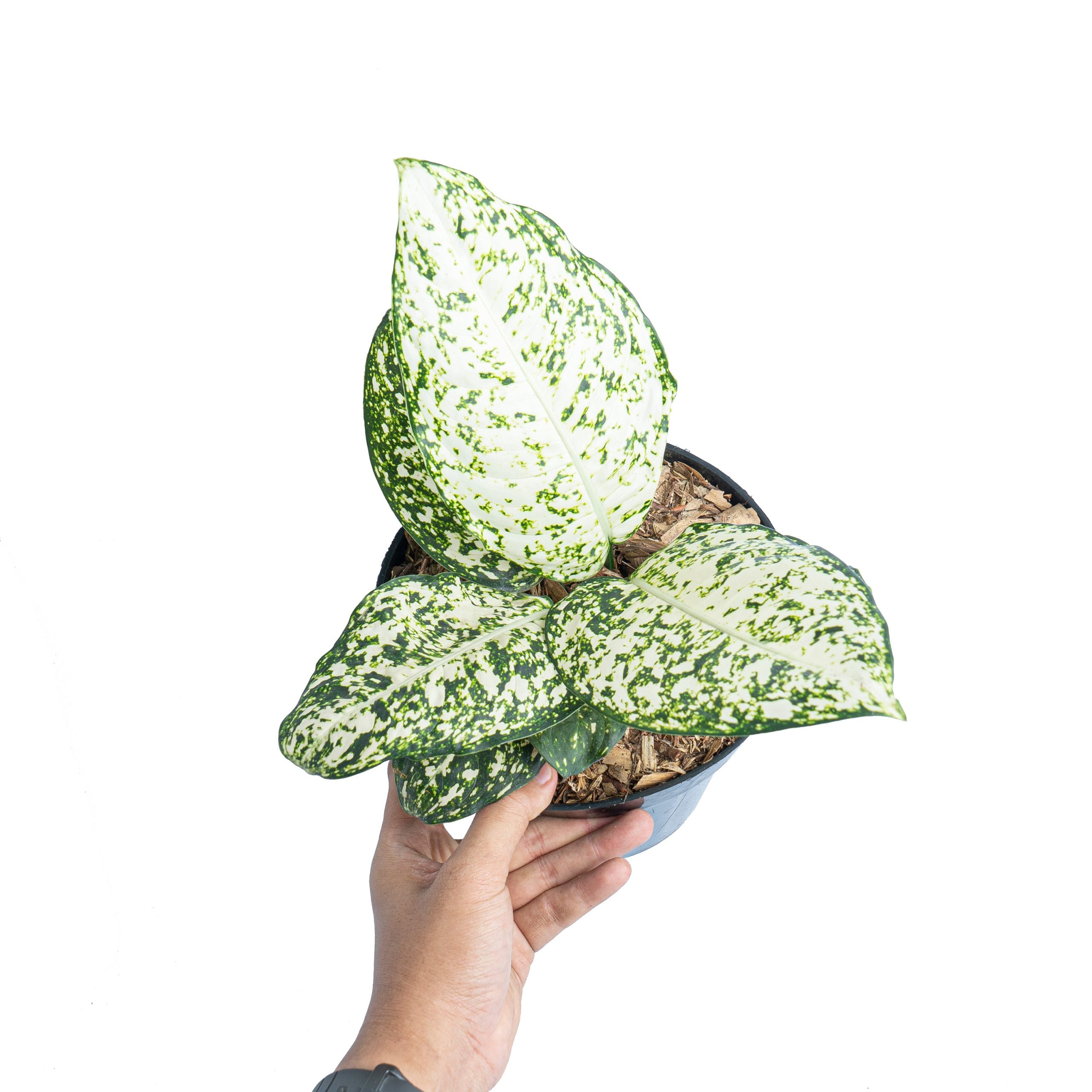 Aglaonema morodoklok - Image 5