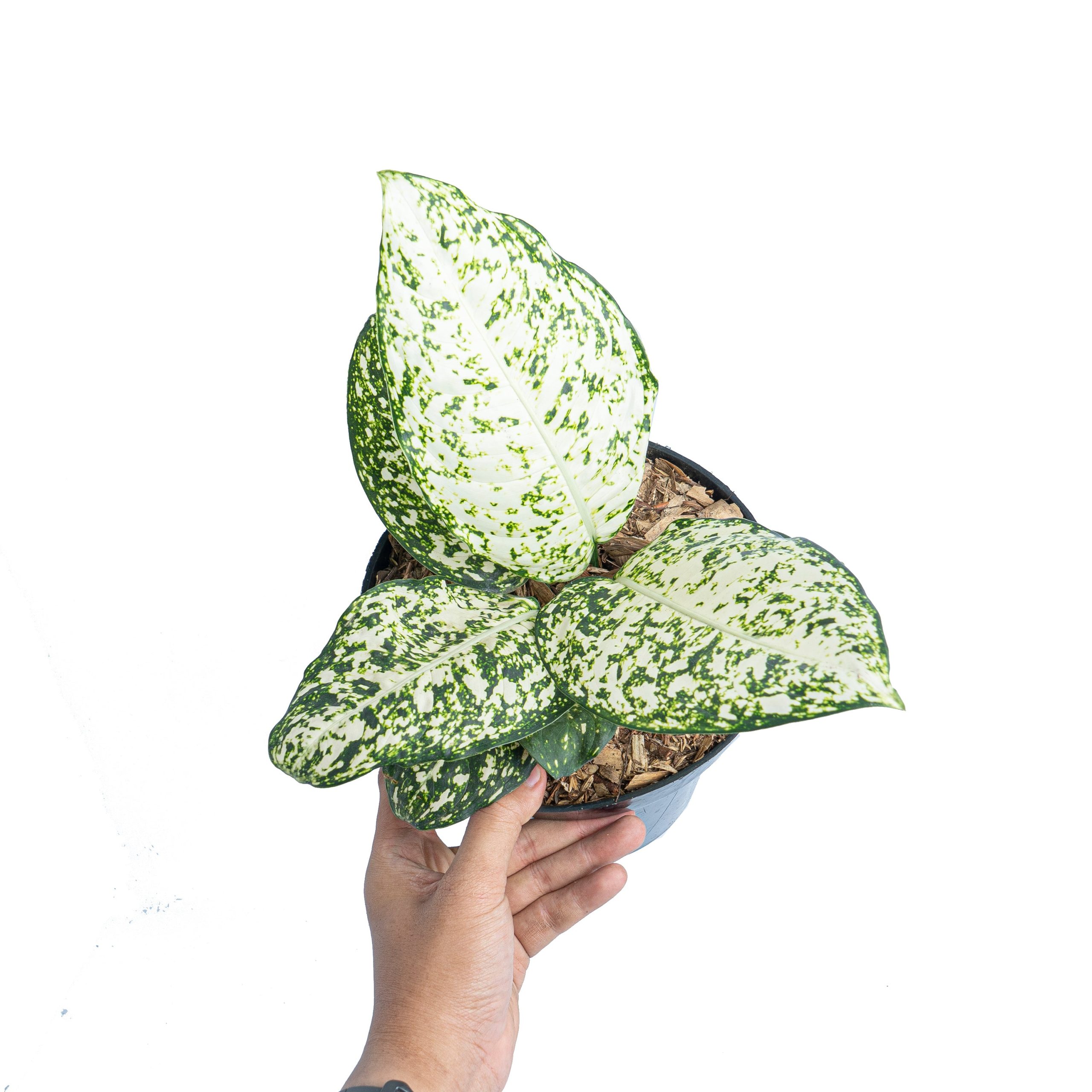 Aglaonema morodoklok - Image 6