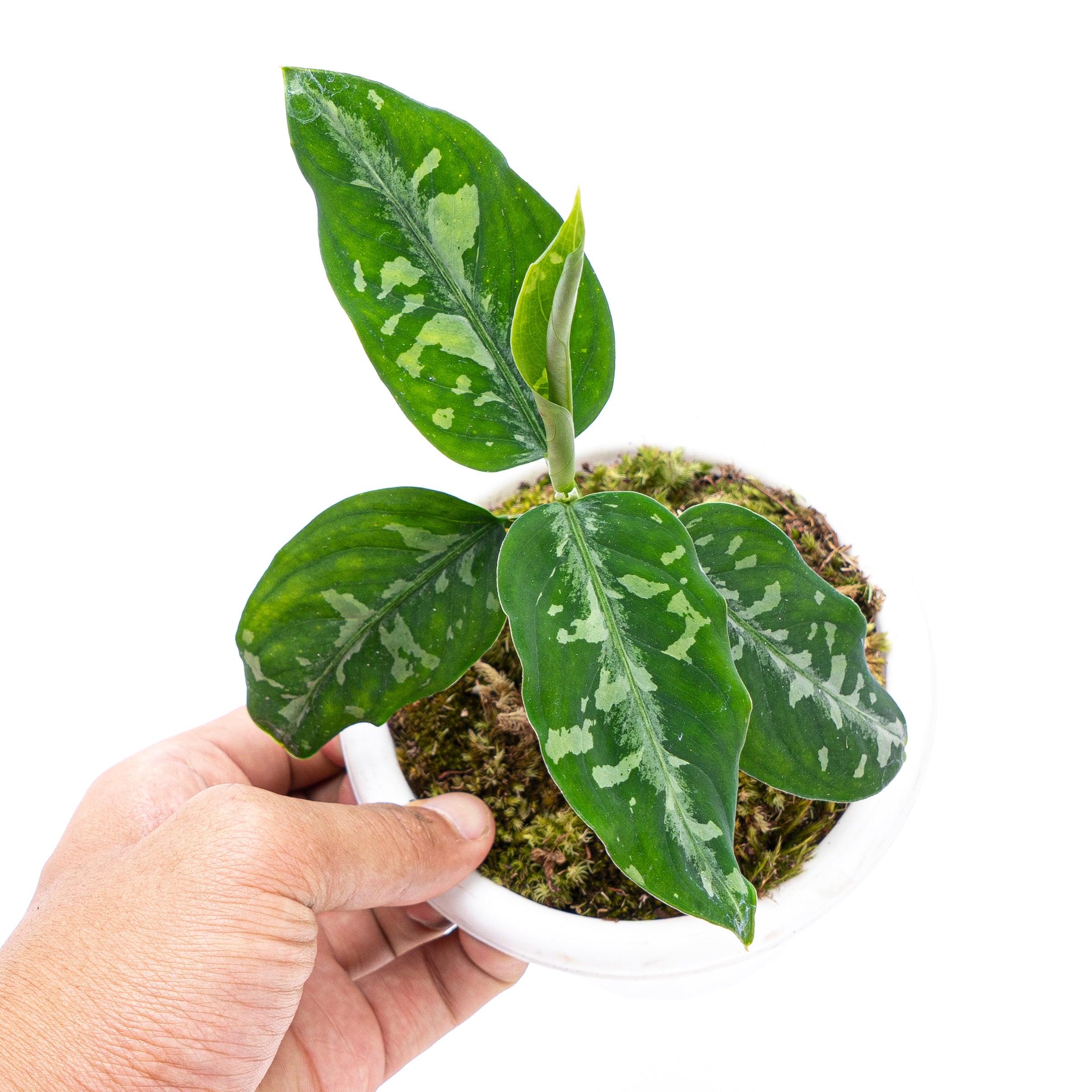 Aglaonema Pictum Bicolor - Image 2