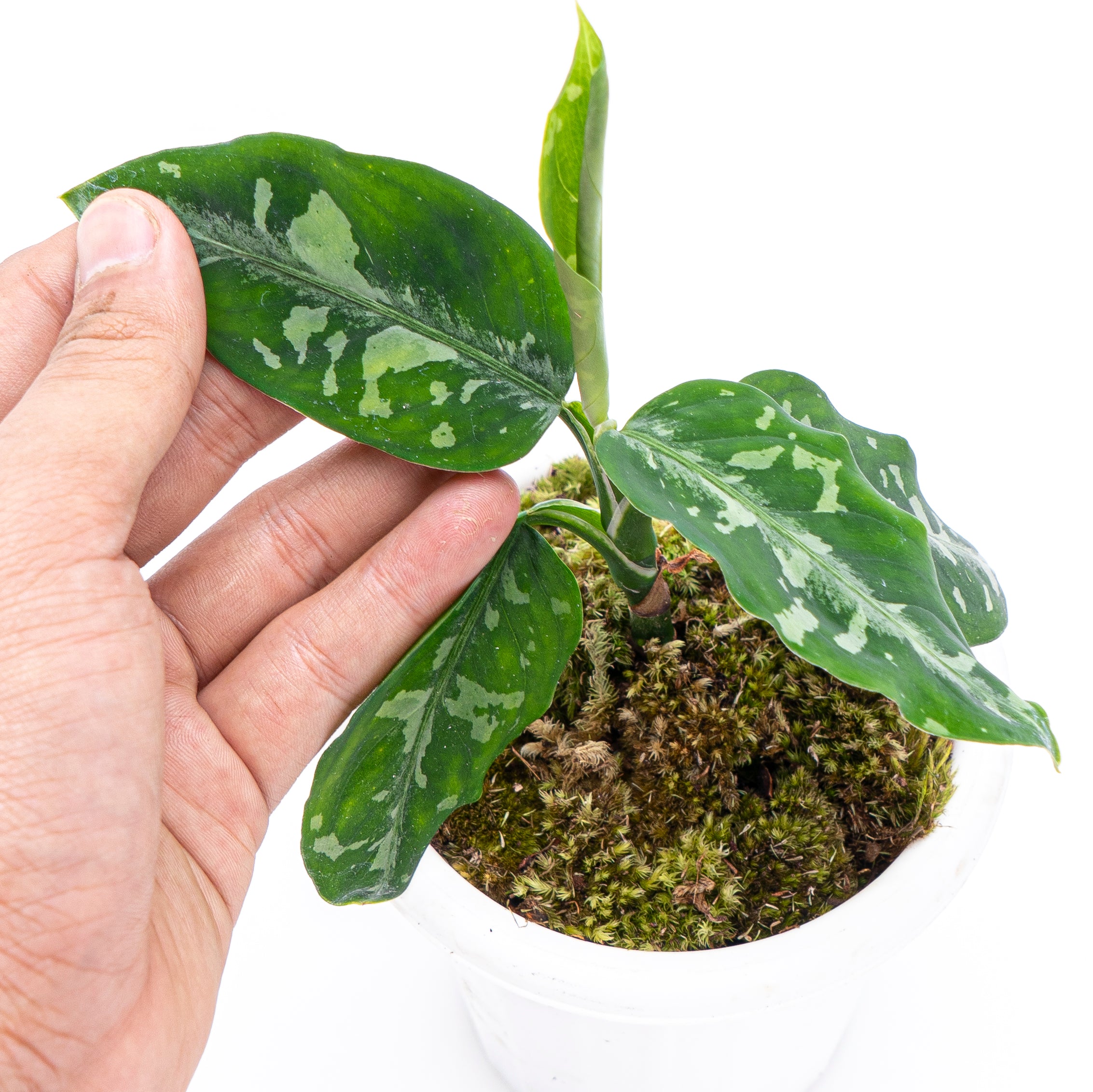 Aglaonema Pictum Bicolor - Image 3