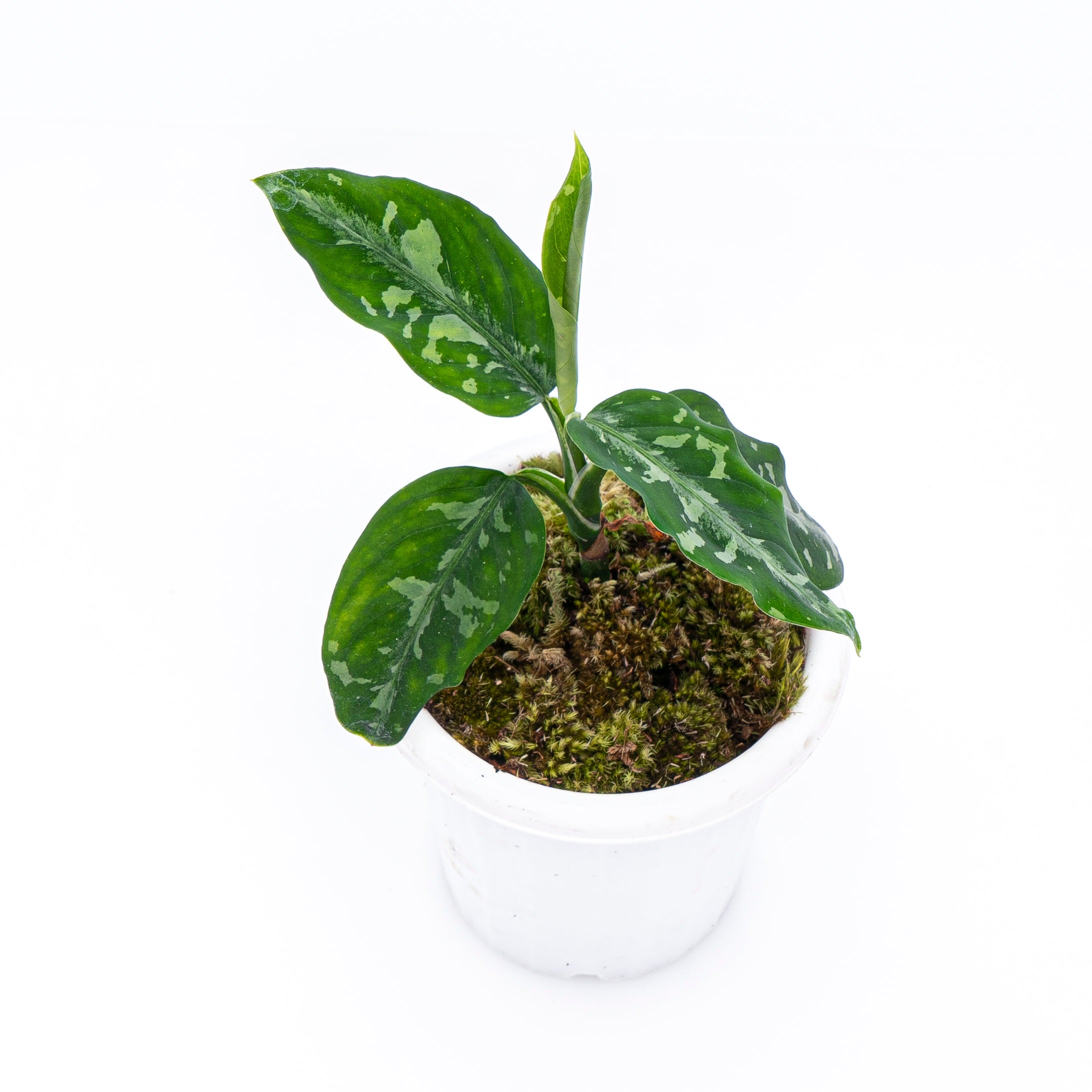 Aglaonema Pictum Bicolor - Image 4