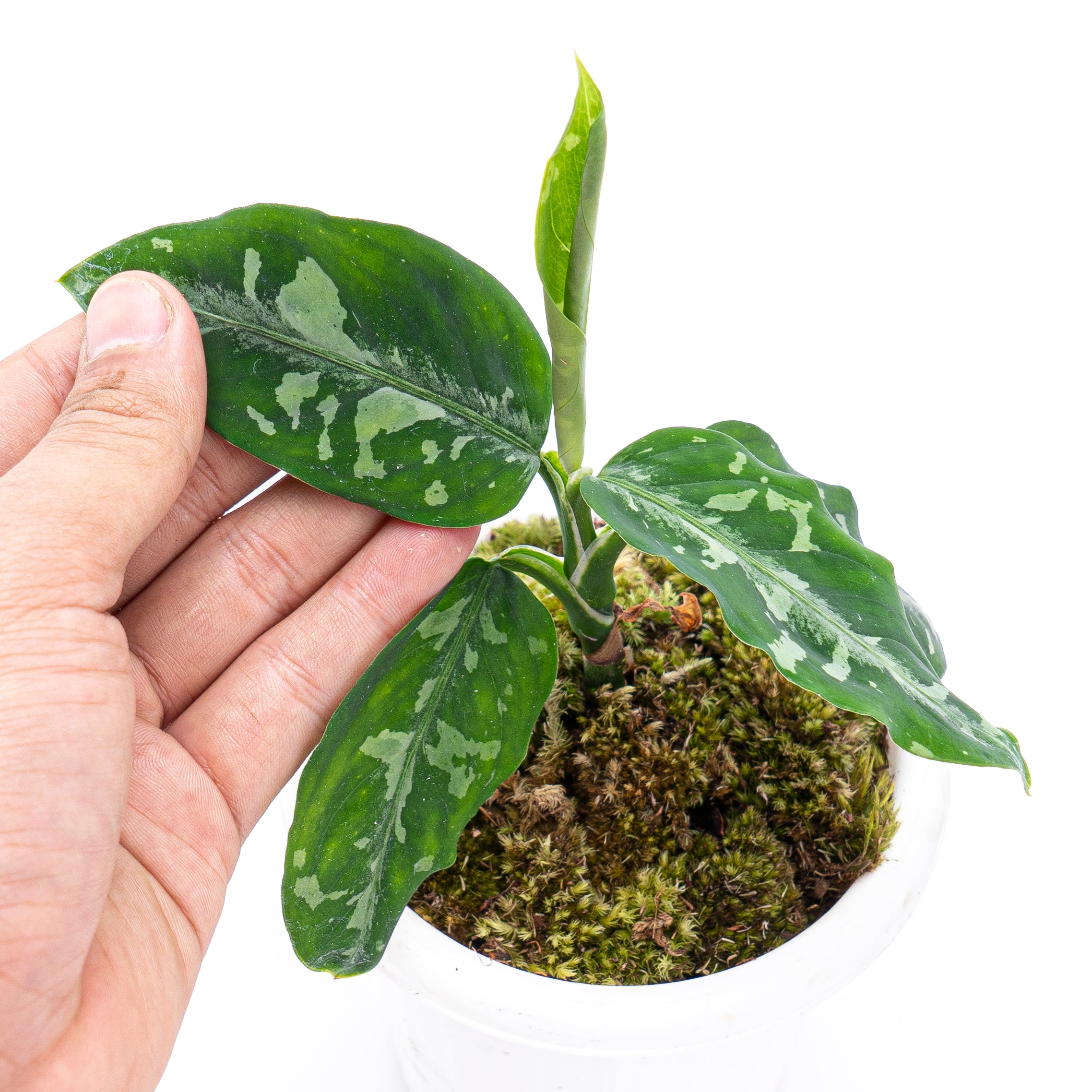 Aglaonema Pictum Bicolor - Image 5