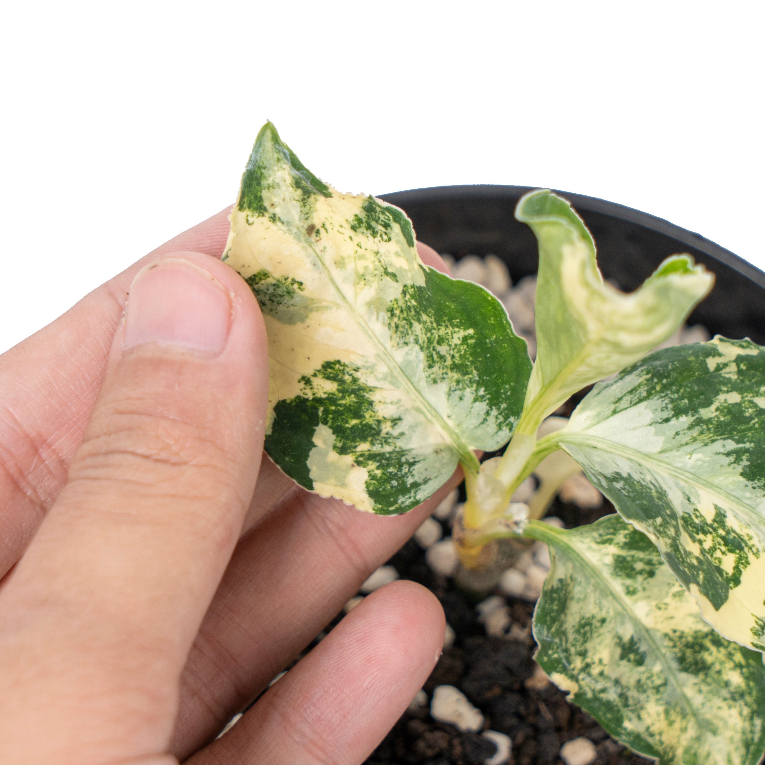 Aglaonema pictum bicolor variegated - Image 7