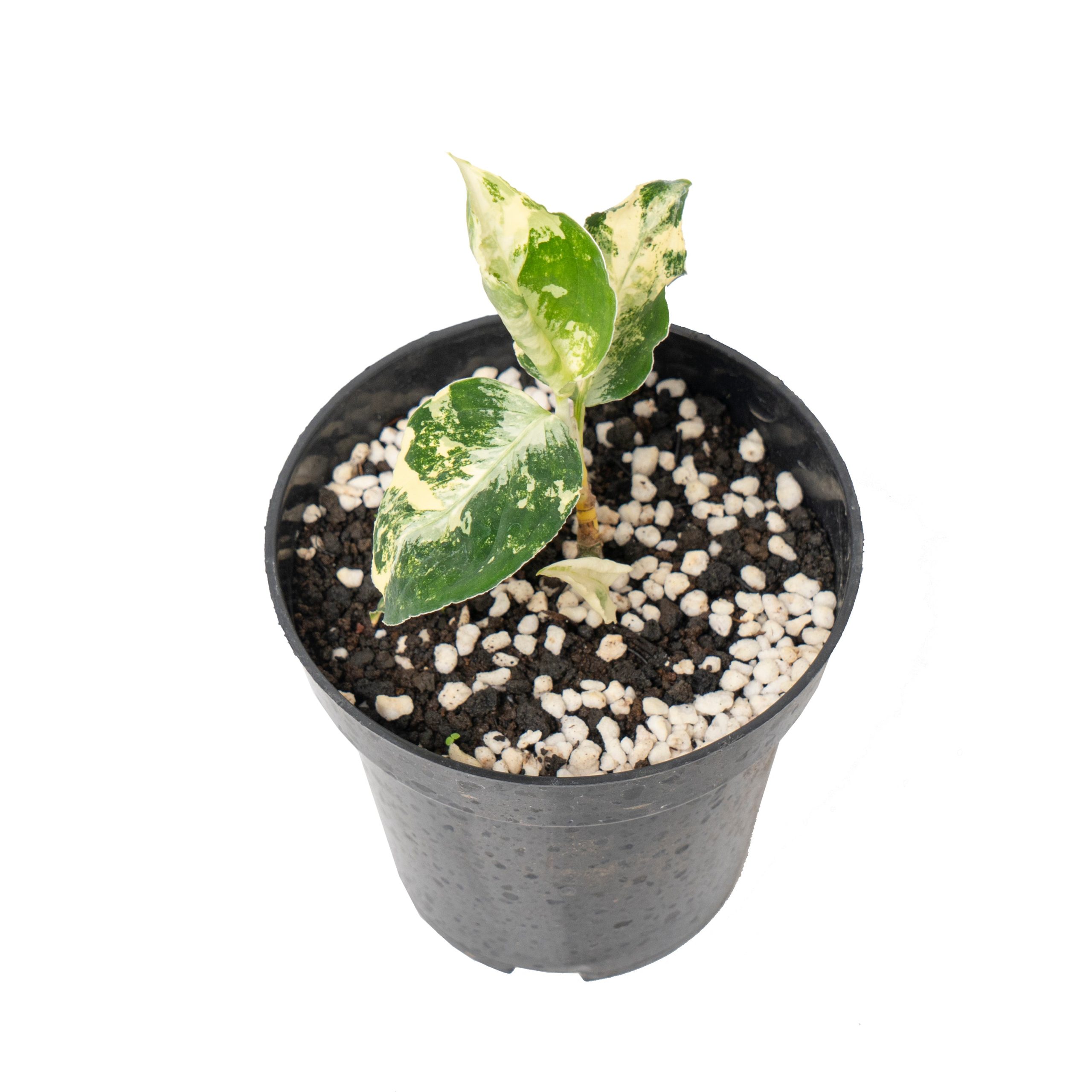 Aglaonema pictum bicolor variegated - Image 8