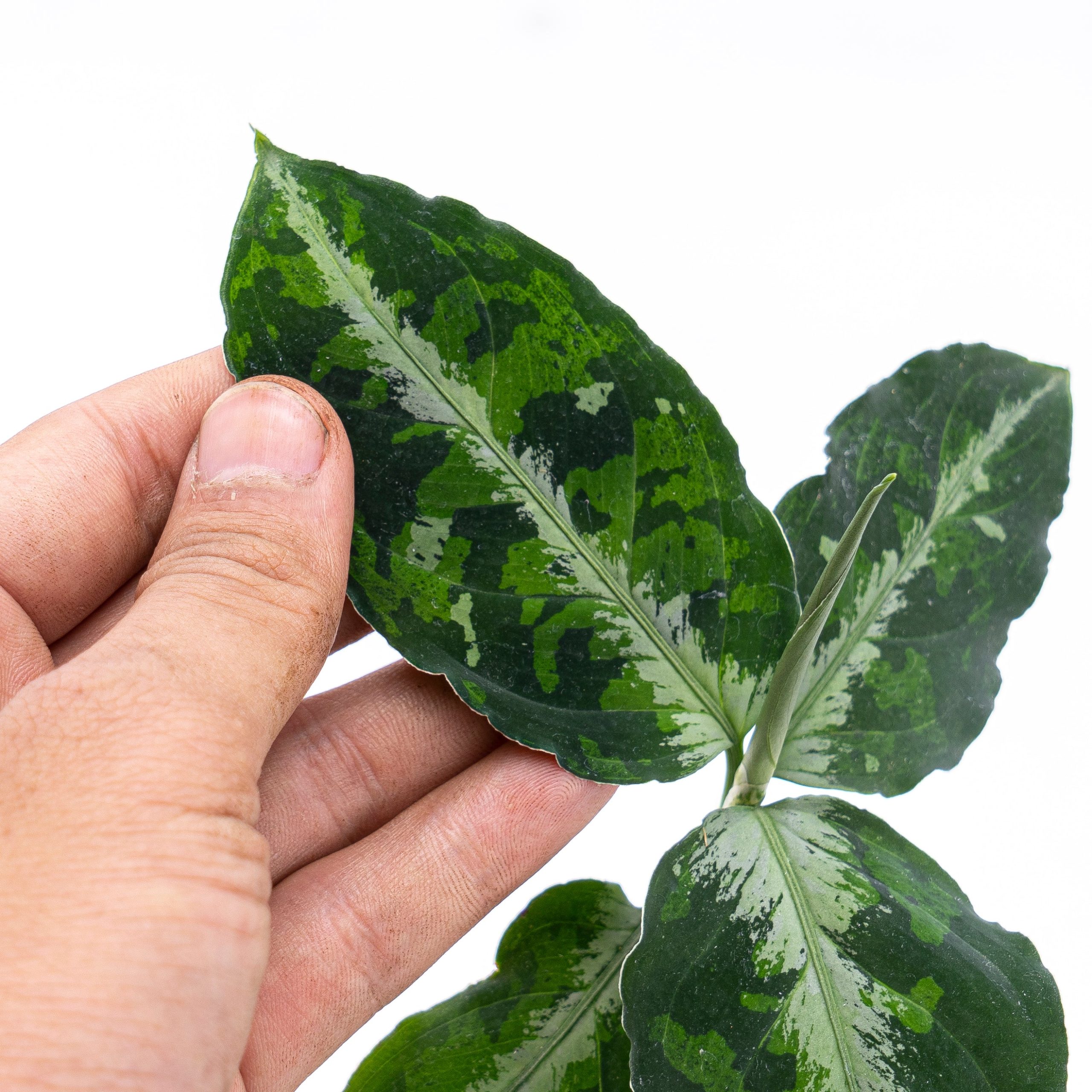 Aglaonema Pictum Tricolor - Image 2