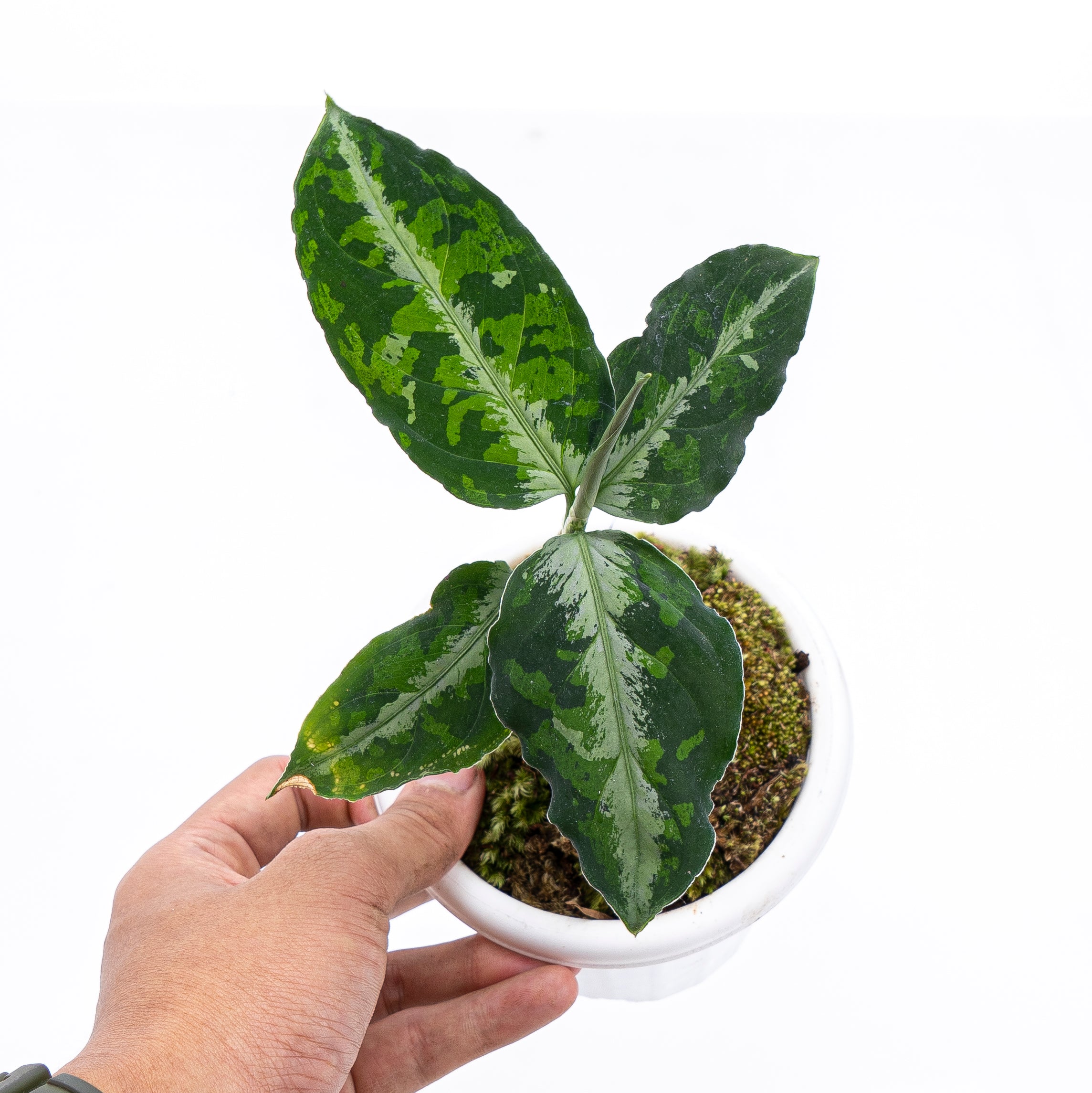 Aglaonema Pictum Tricolor - Image 3