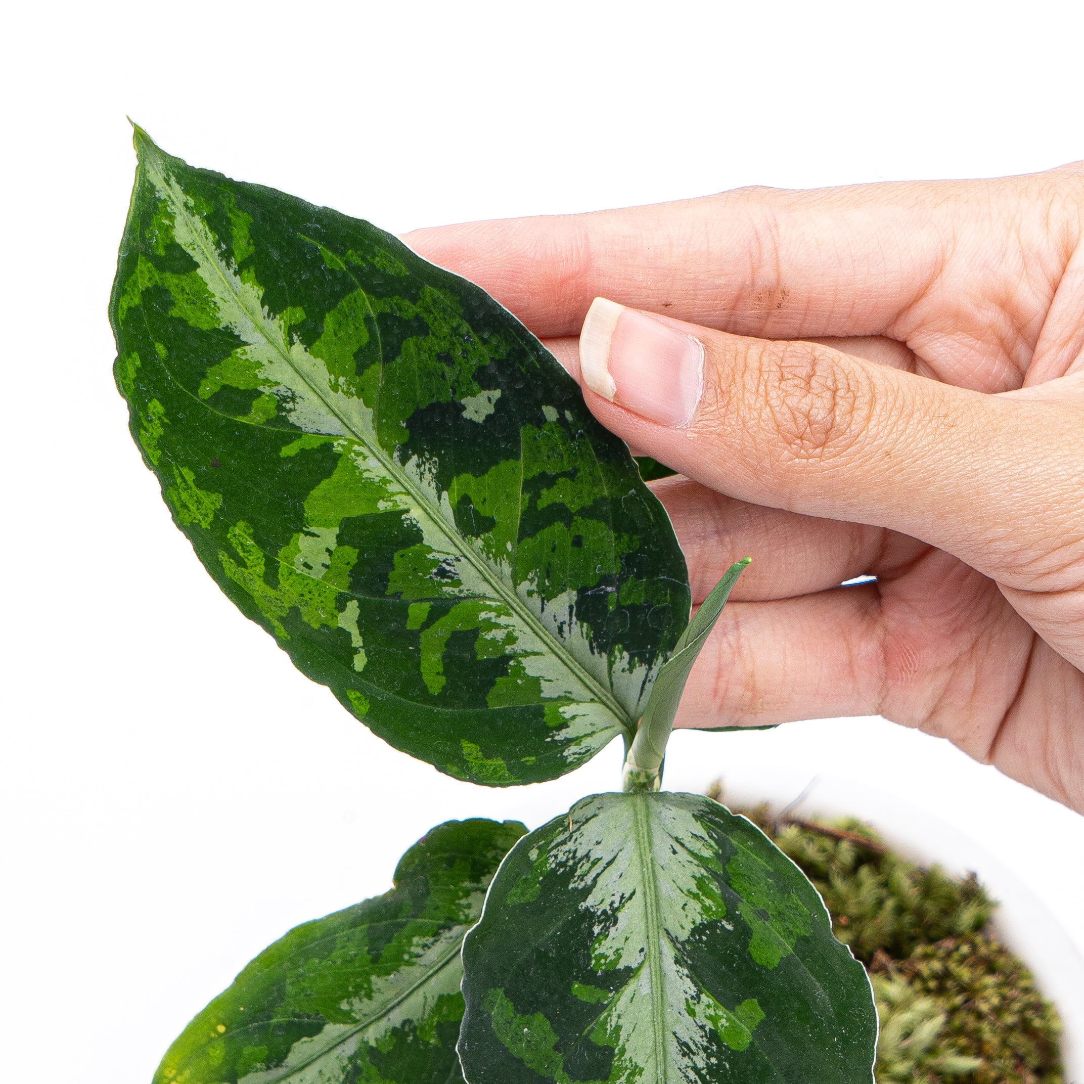 Aglaonema Pictum Tricolor - Image 4