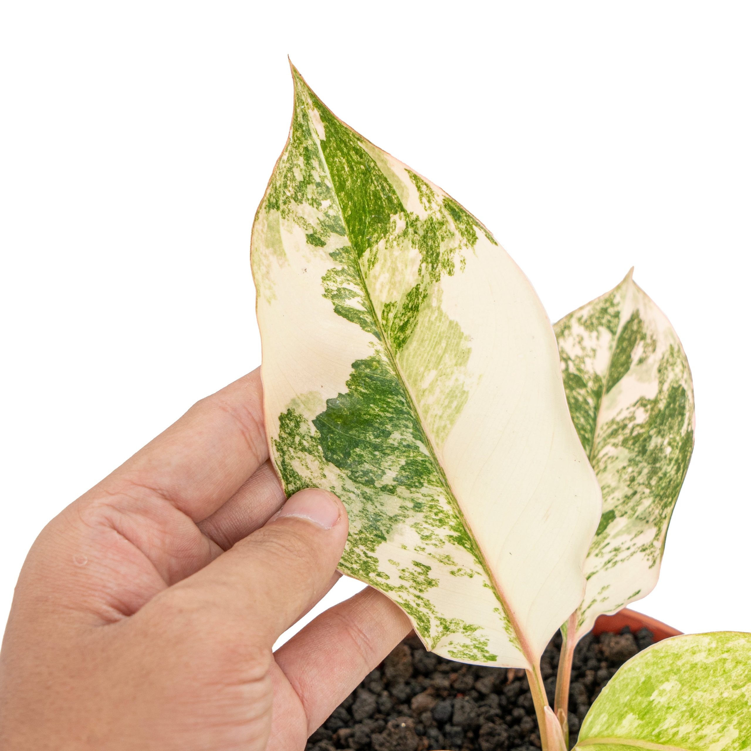 Aglaonema siam jade variegated - Image 2