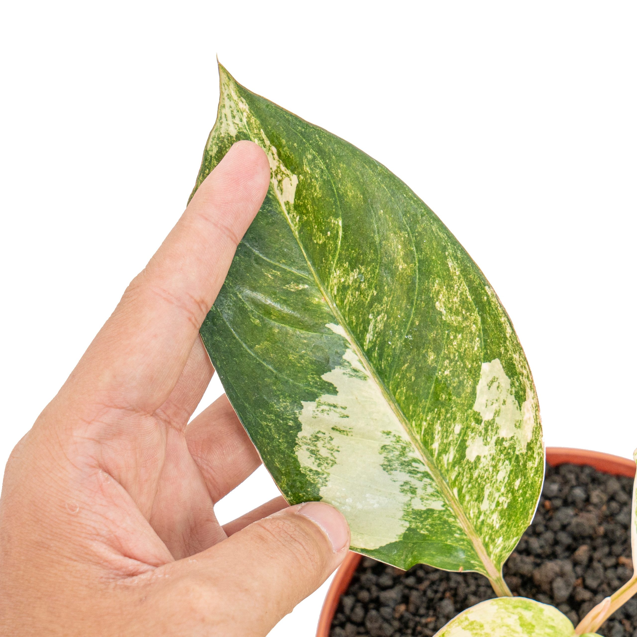 Aglaonema siam jade variegated - Image 3