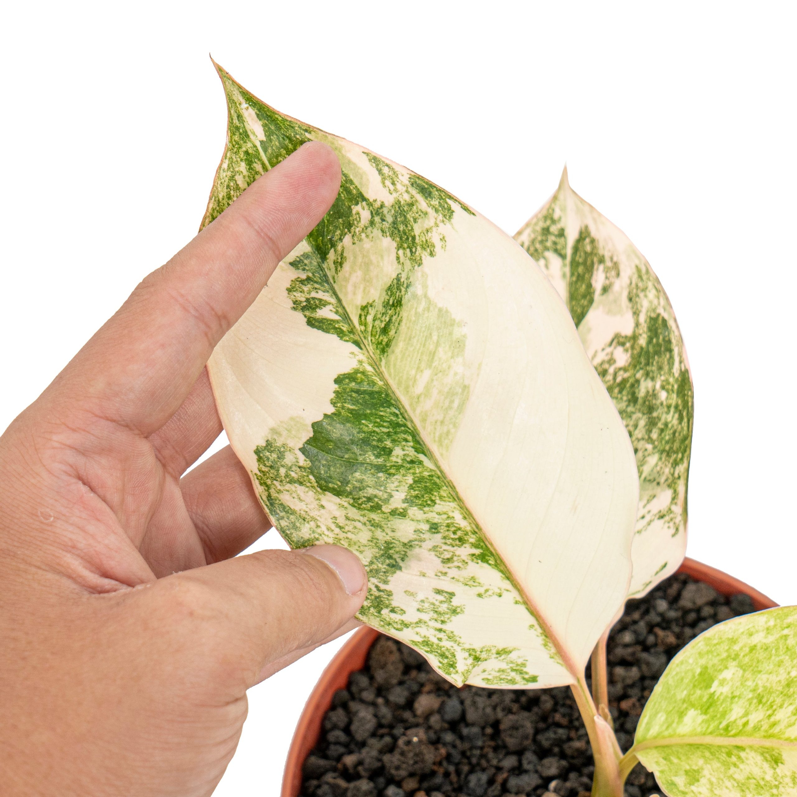 Aglaonema siam jade variegated - Image 4