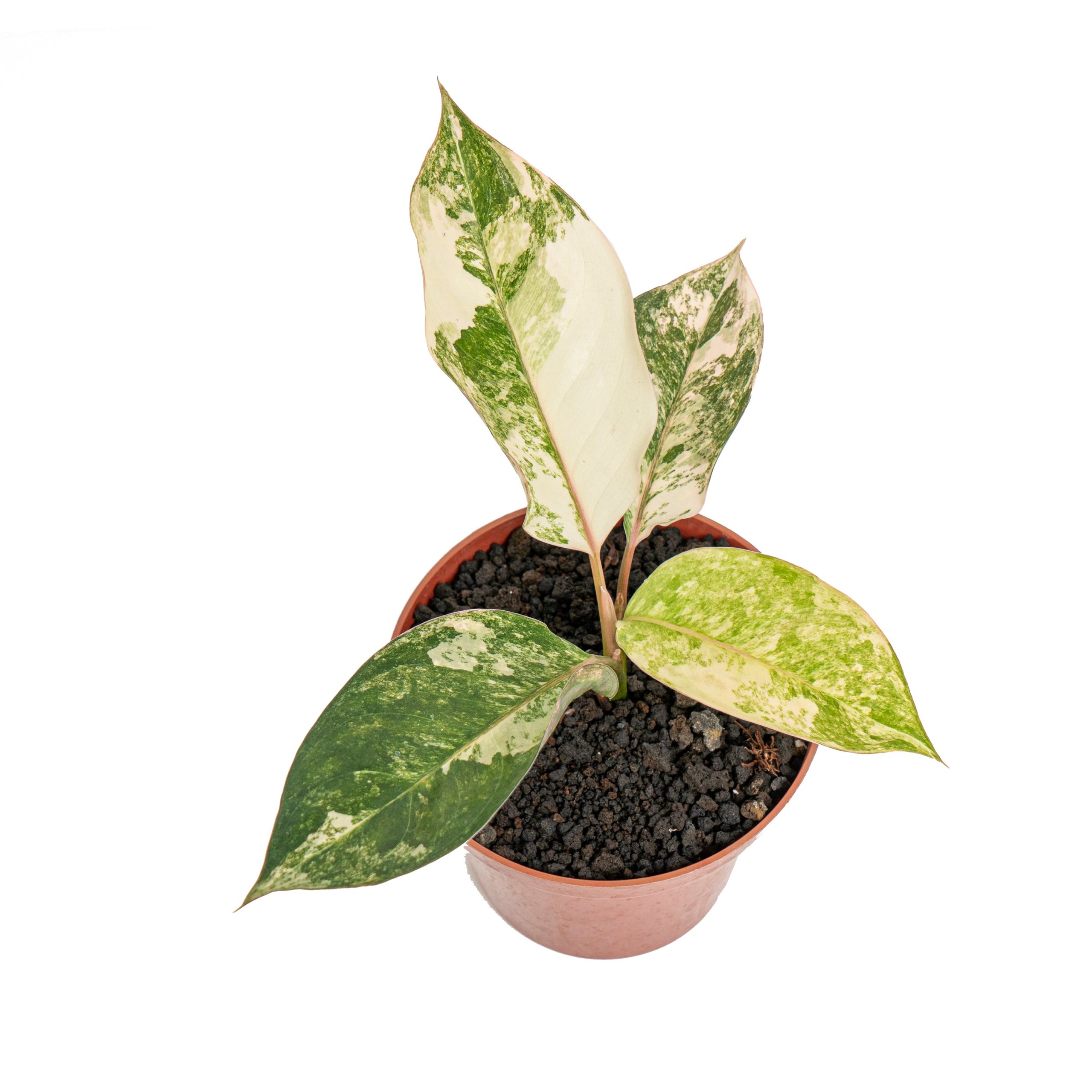 Aglaonema siam jade variegated - Image 5