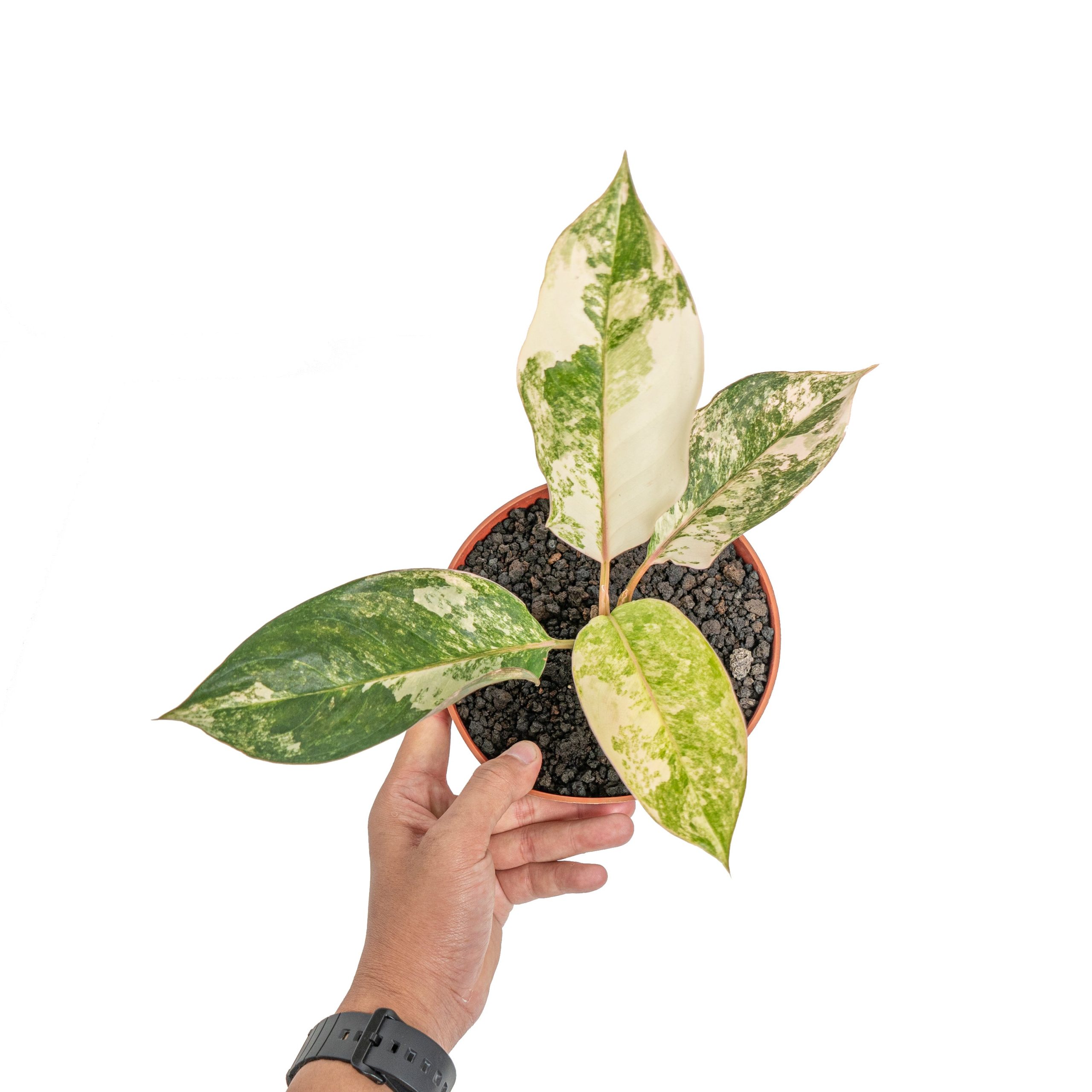 Aglaonema siam jade variegated - Image 6