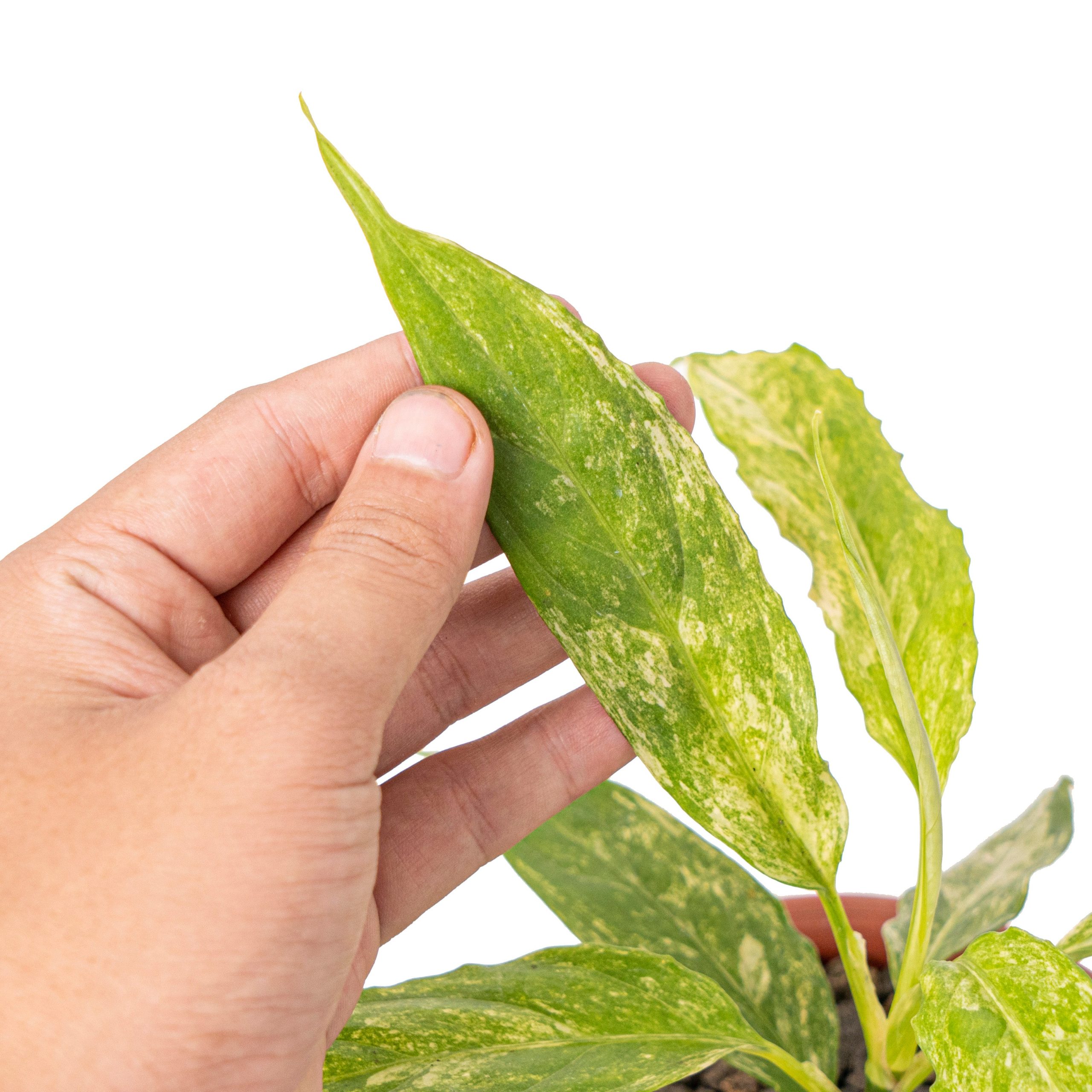 Aglaonema simplex variegated - Image 2