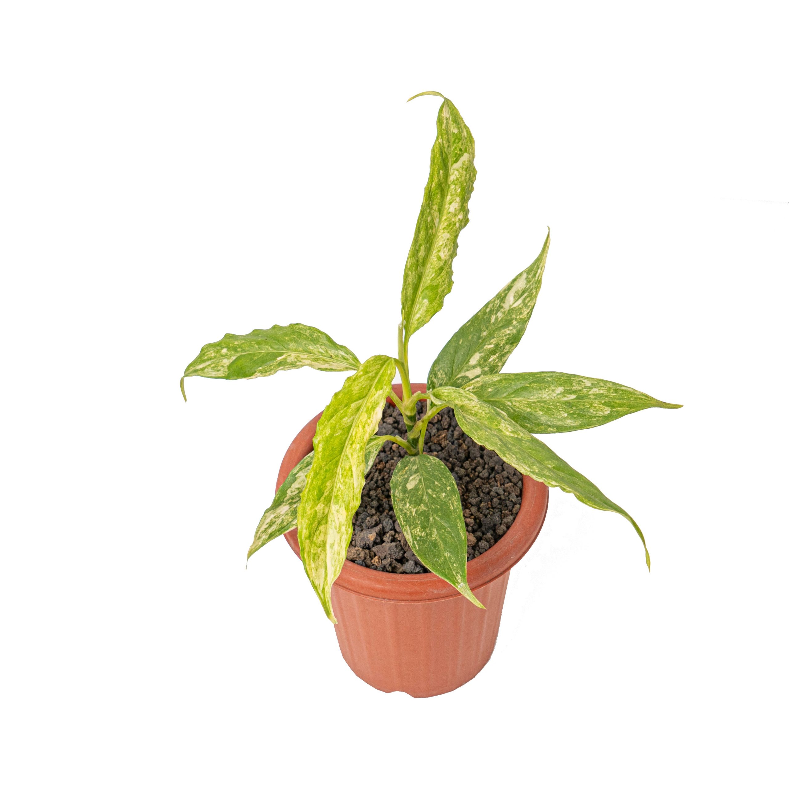 Aglaonema simplex variegated - Image 3