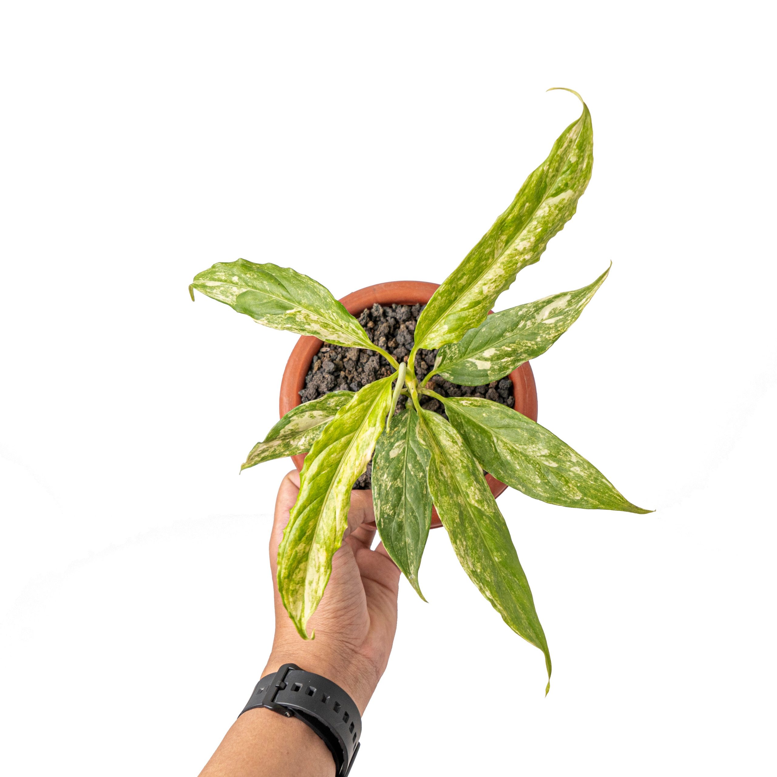 Aglaonema simplex variegated - Image 4