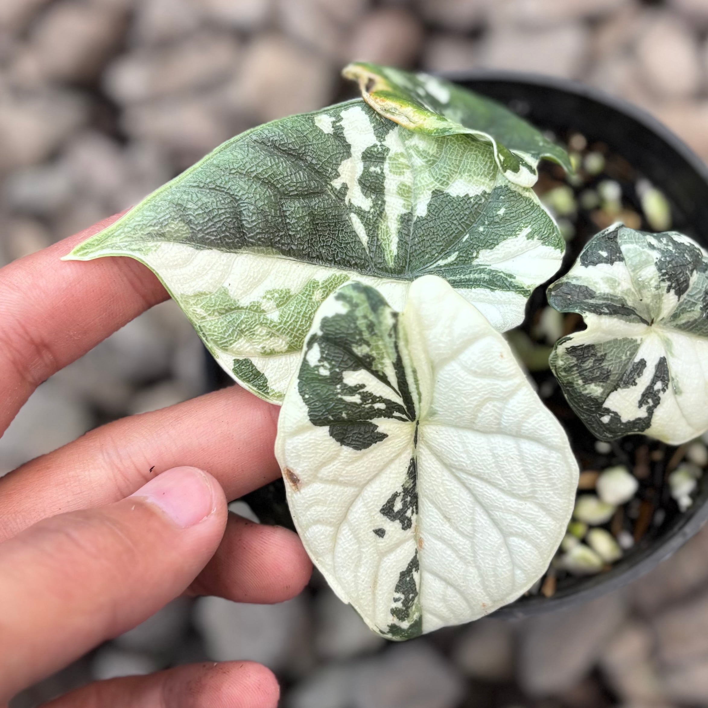 Aloacasia melo variegated - Image 2