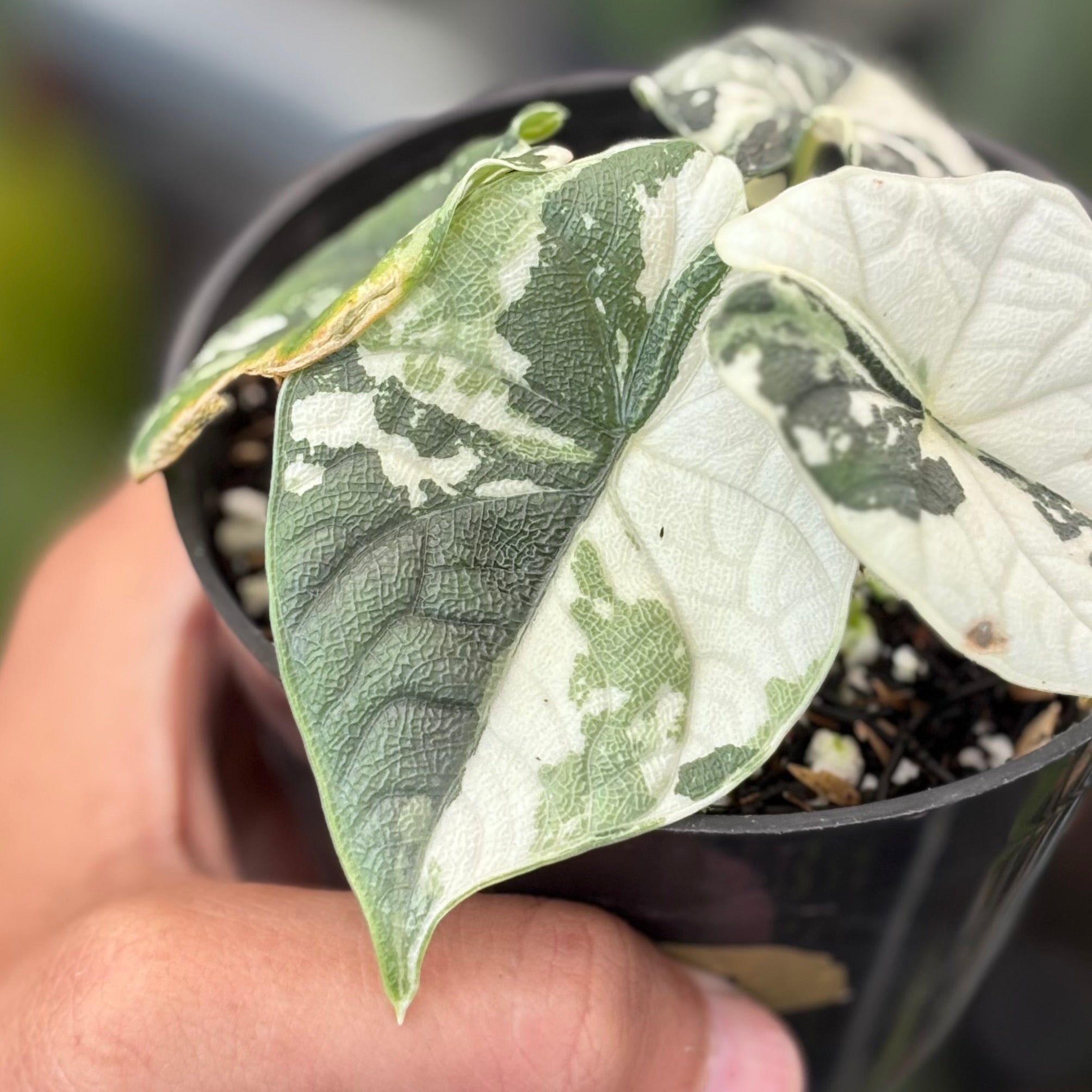 Aloacasia melo variegated - Image 3