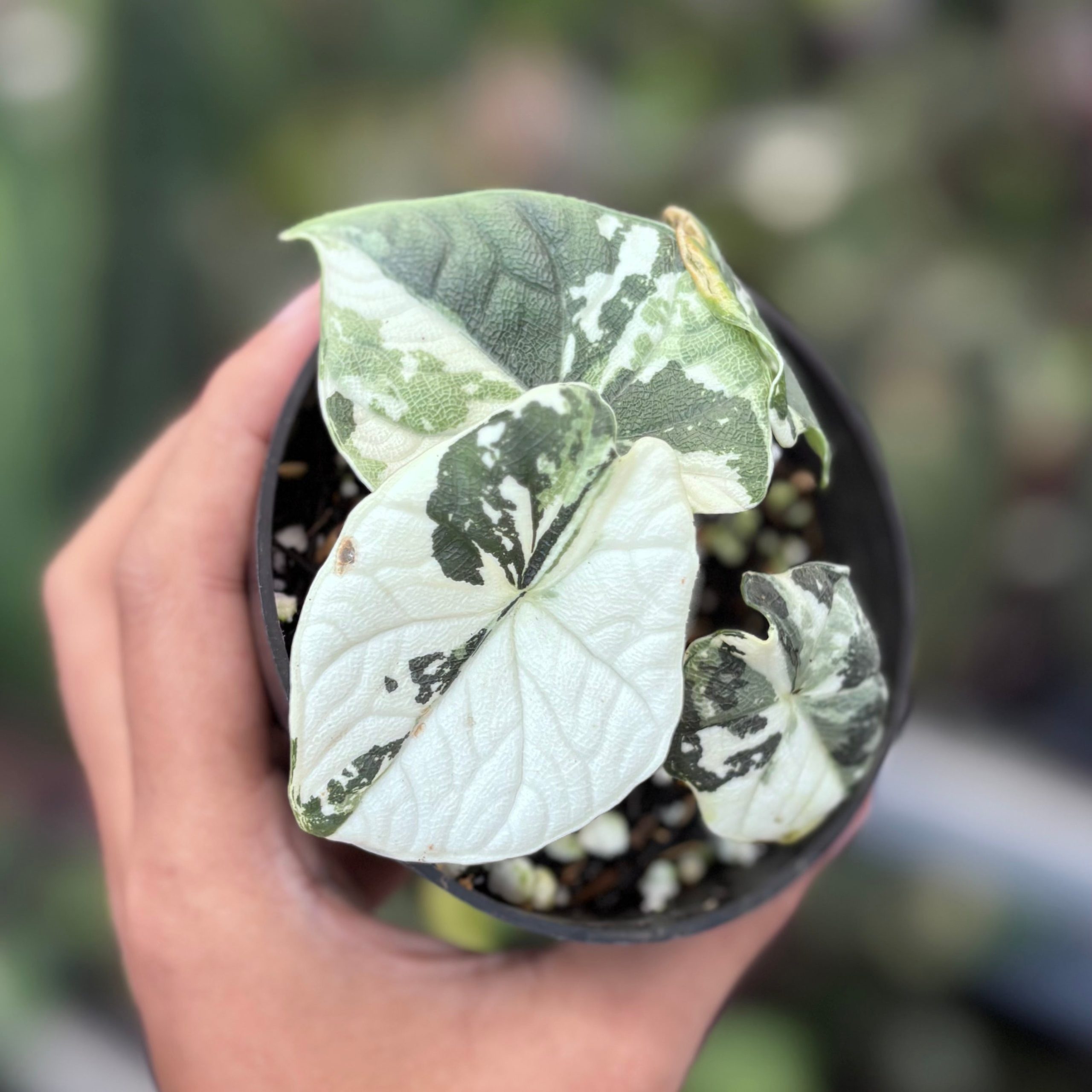 Aloacasia melo variegated - Image 4