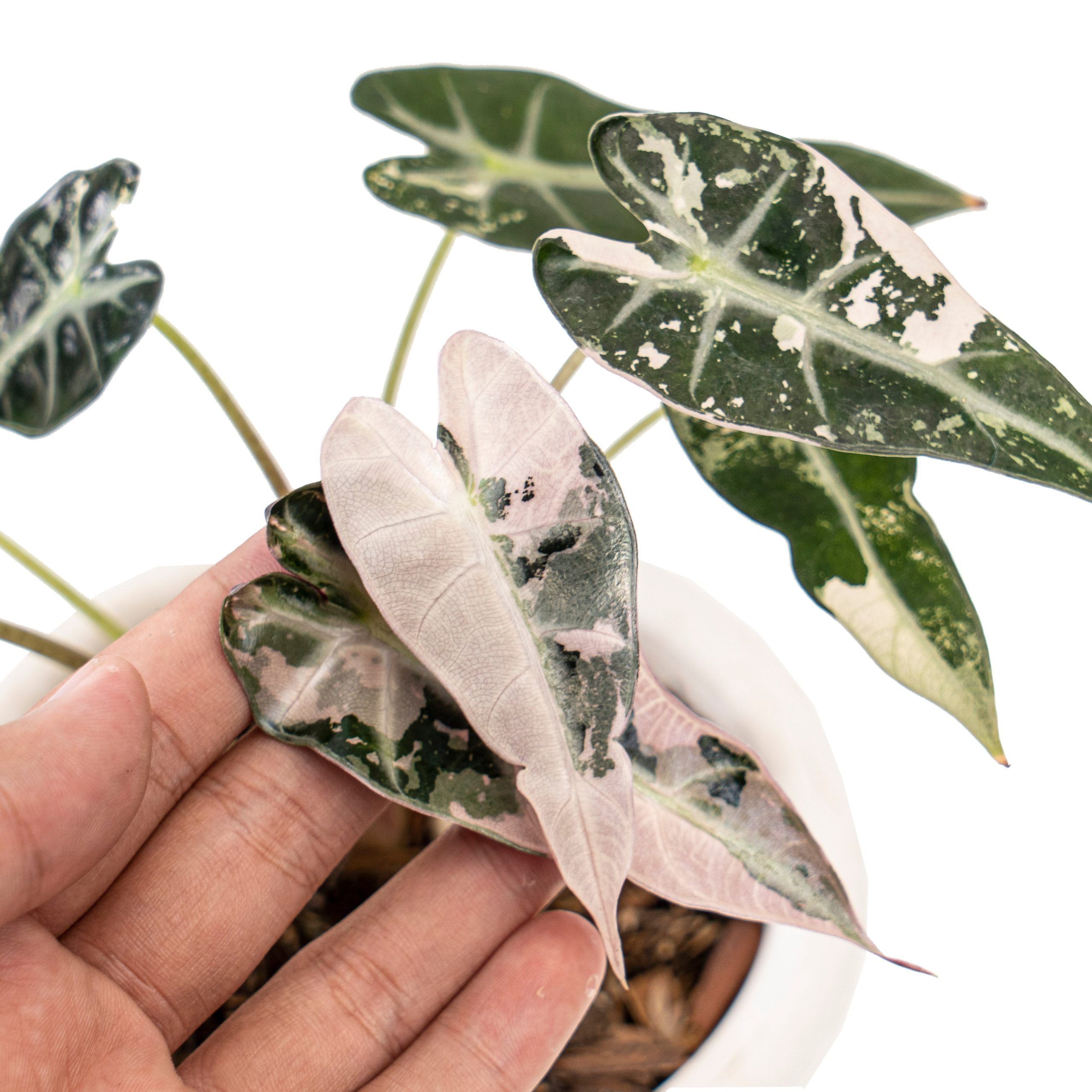 Alocasia bambino variegated - Image 2