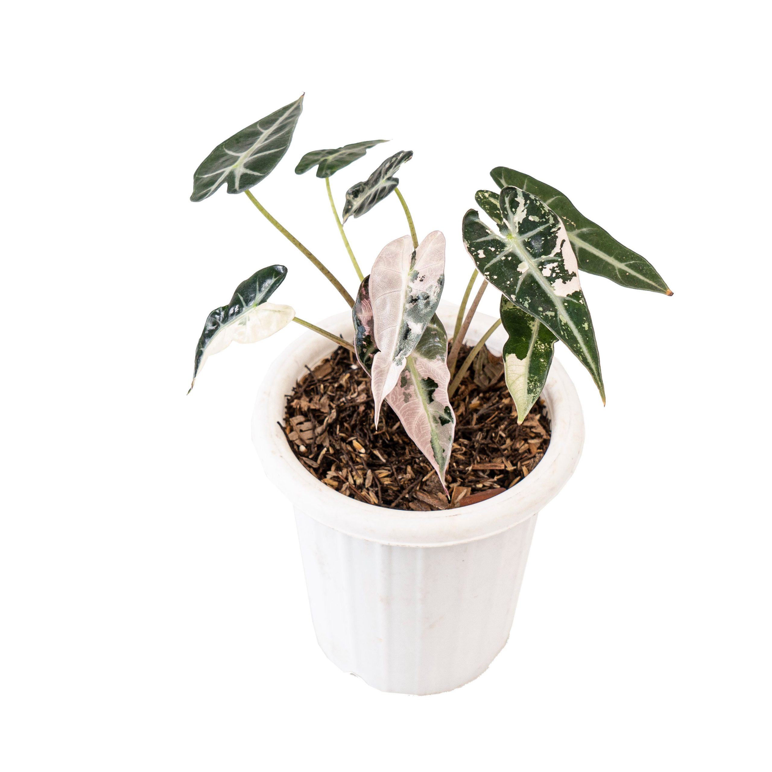 Alocasia bambino variegated - Image 3