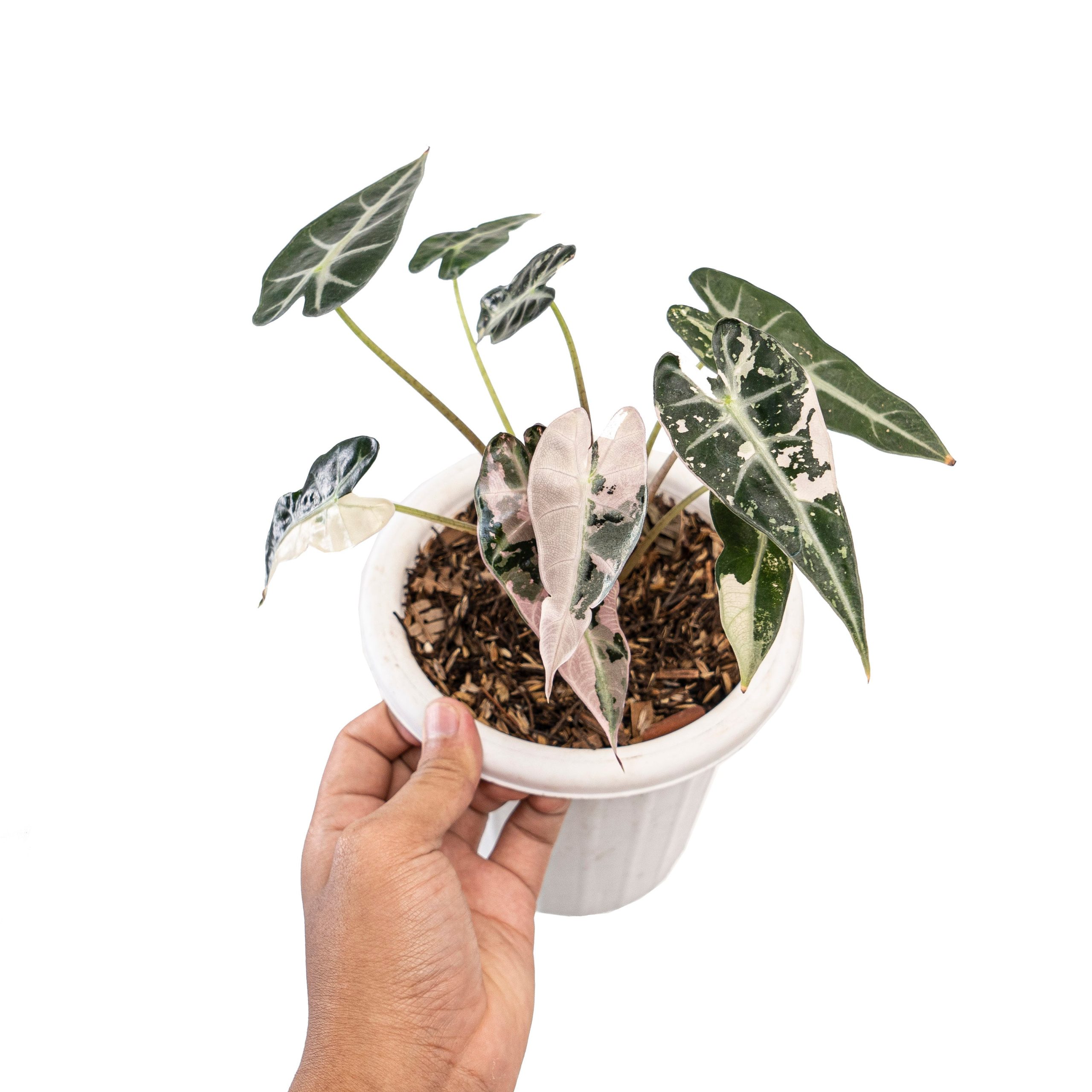 Alocasia bambino variegated - Image 4
