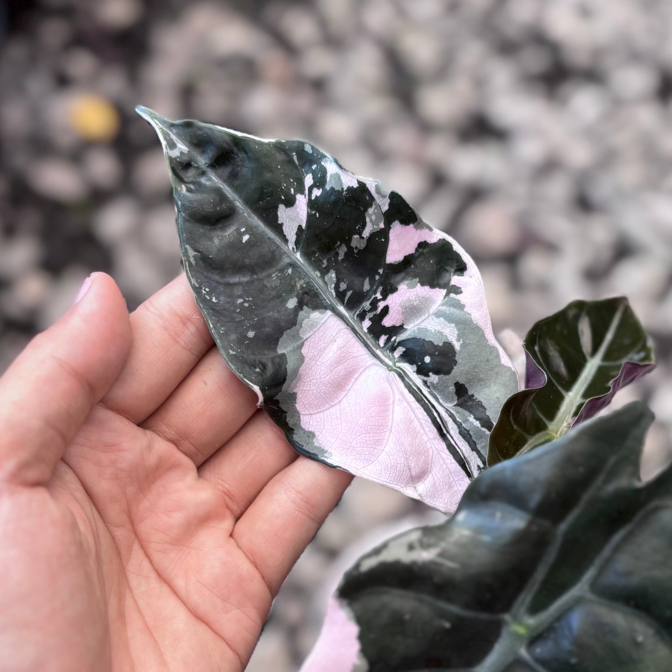 Alocasia chantrieri pink variegated - Image 2
