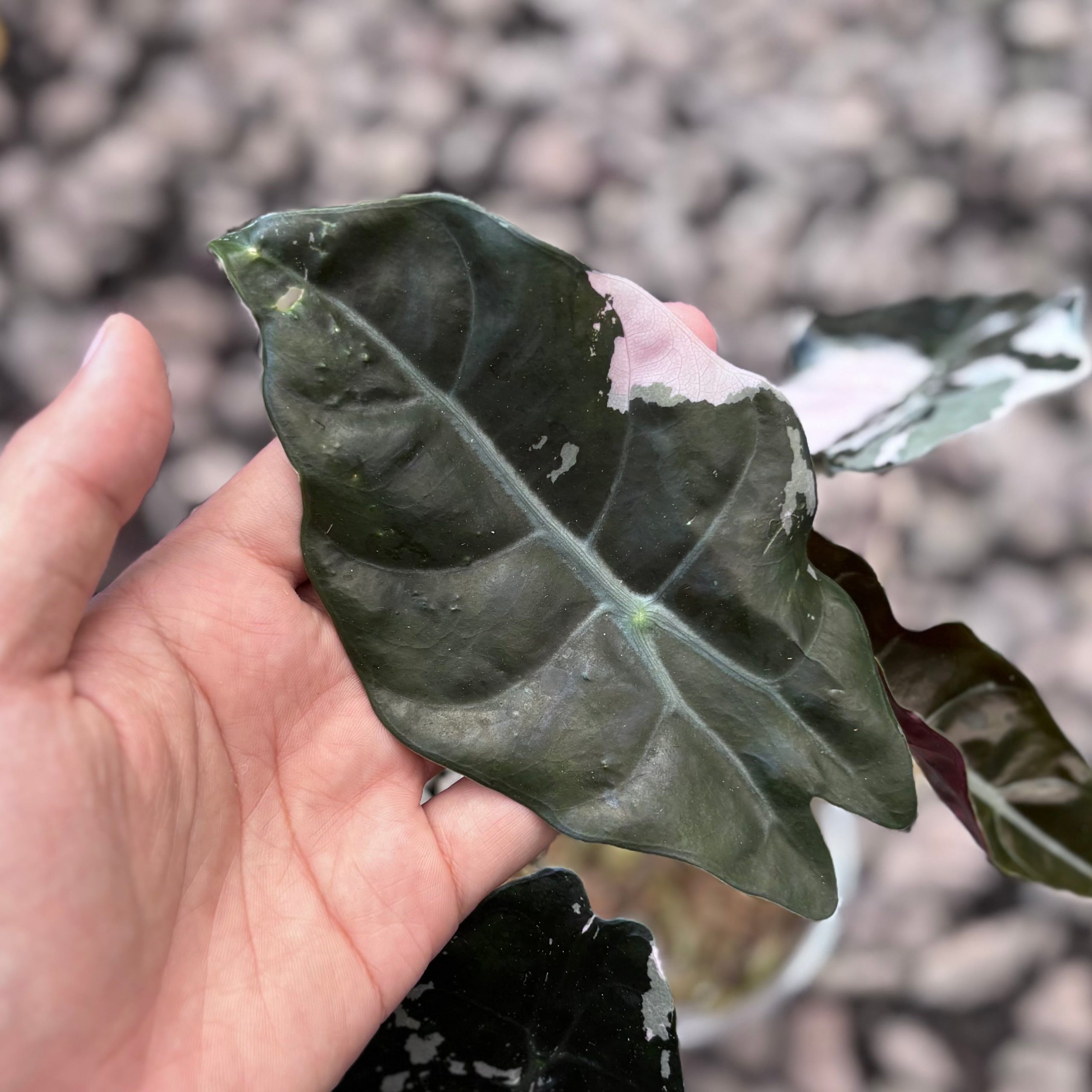 Alocasia chantrieri pink variegated - Image 3