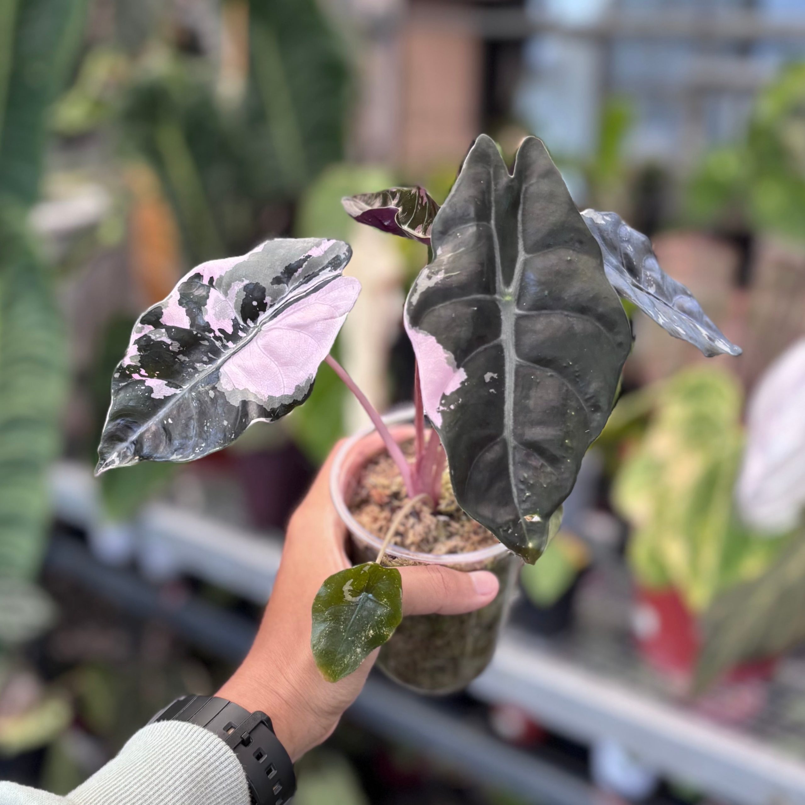 Alocasia chantrieri pink variegated - Image 4