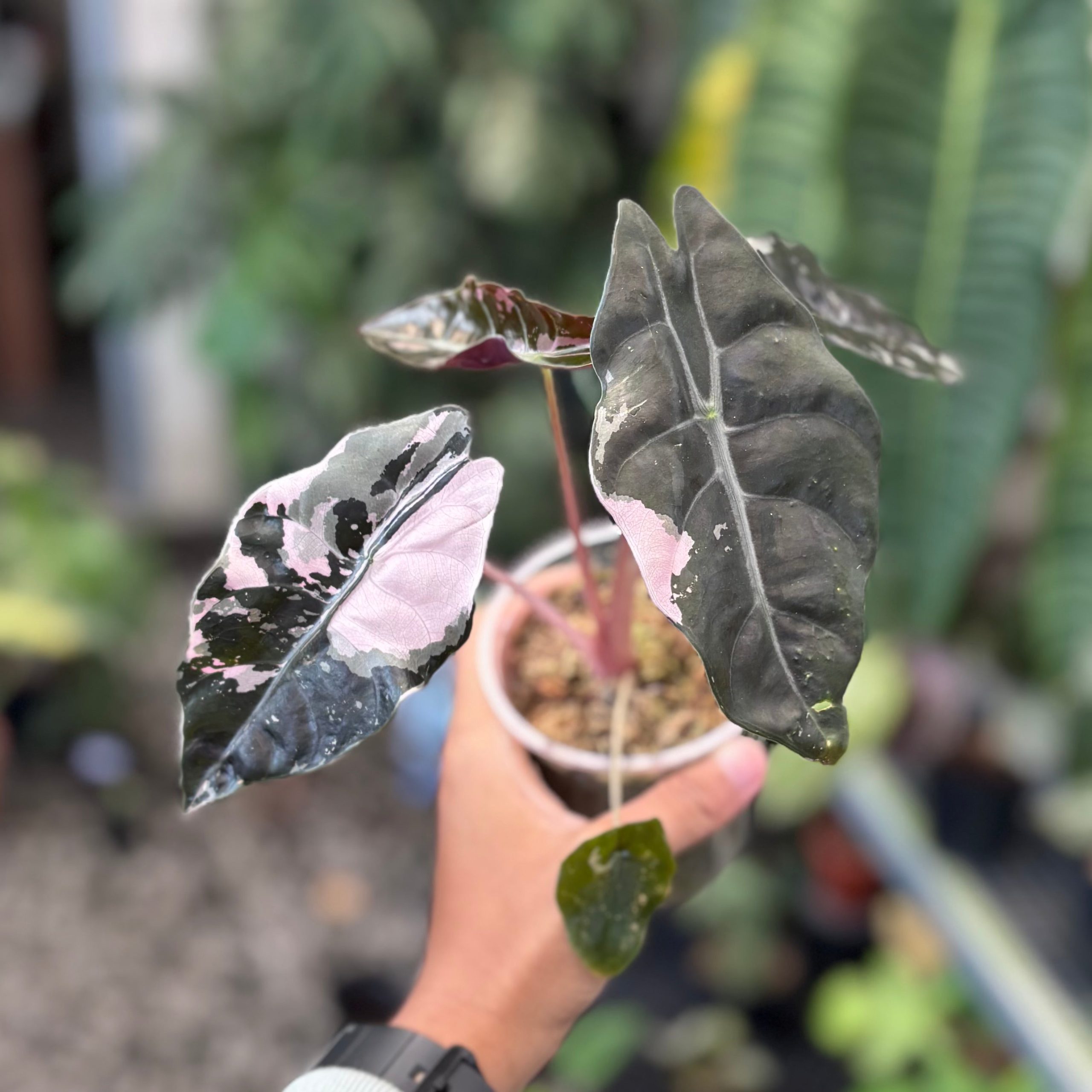 Alocasia chantrieri pink variegated - Image 5