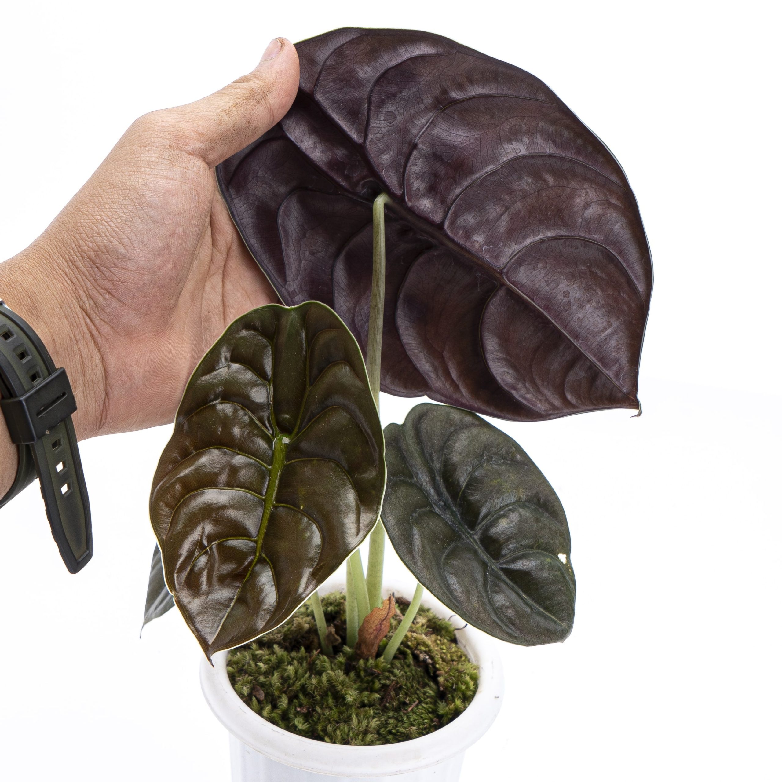Alocasia Cuprea - Image 2