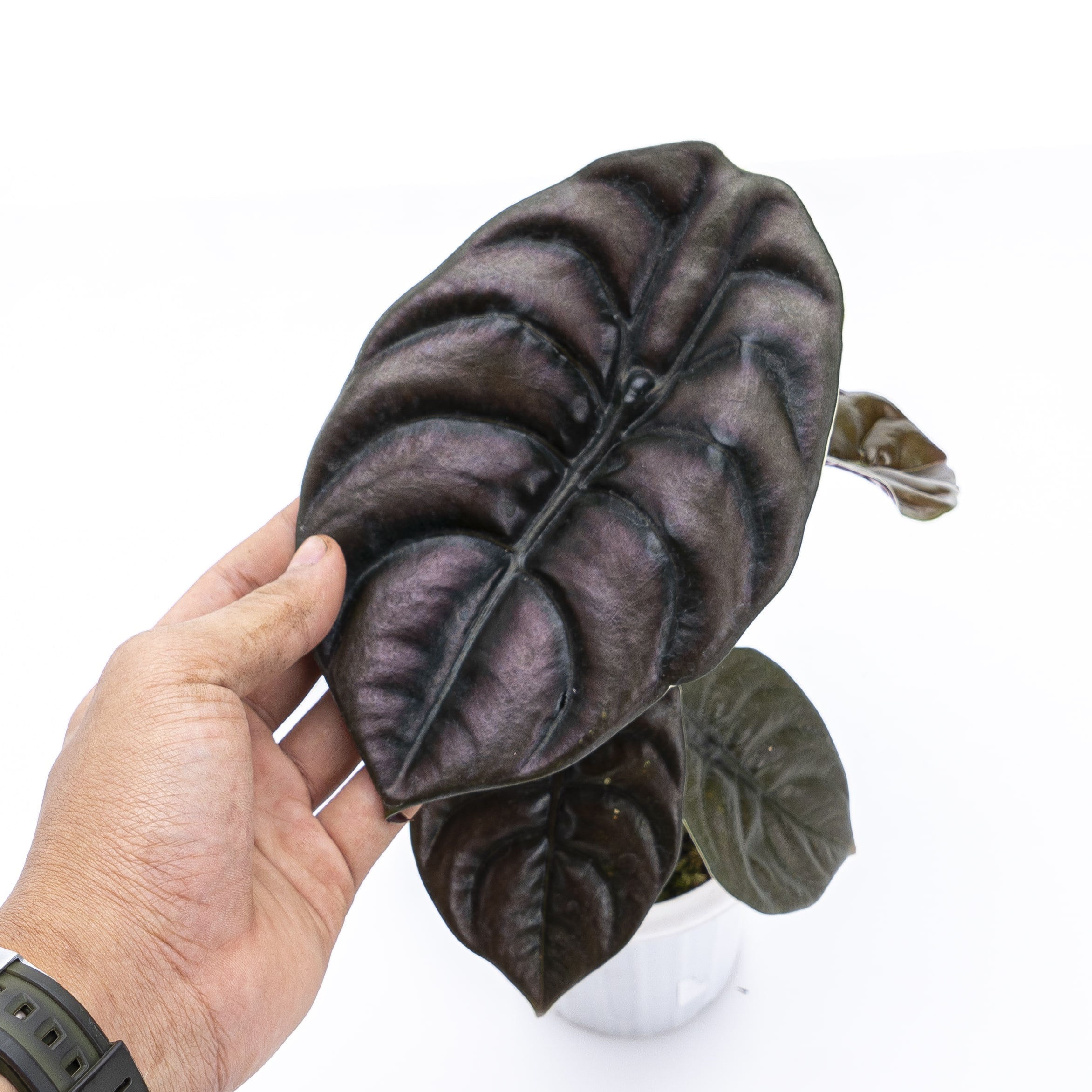 Alocasia Cuprea - Image 3