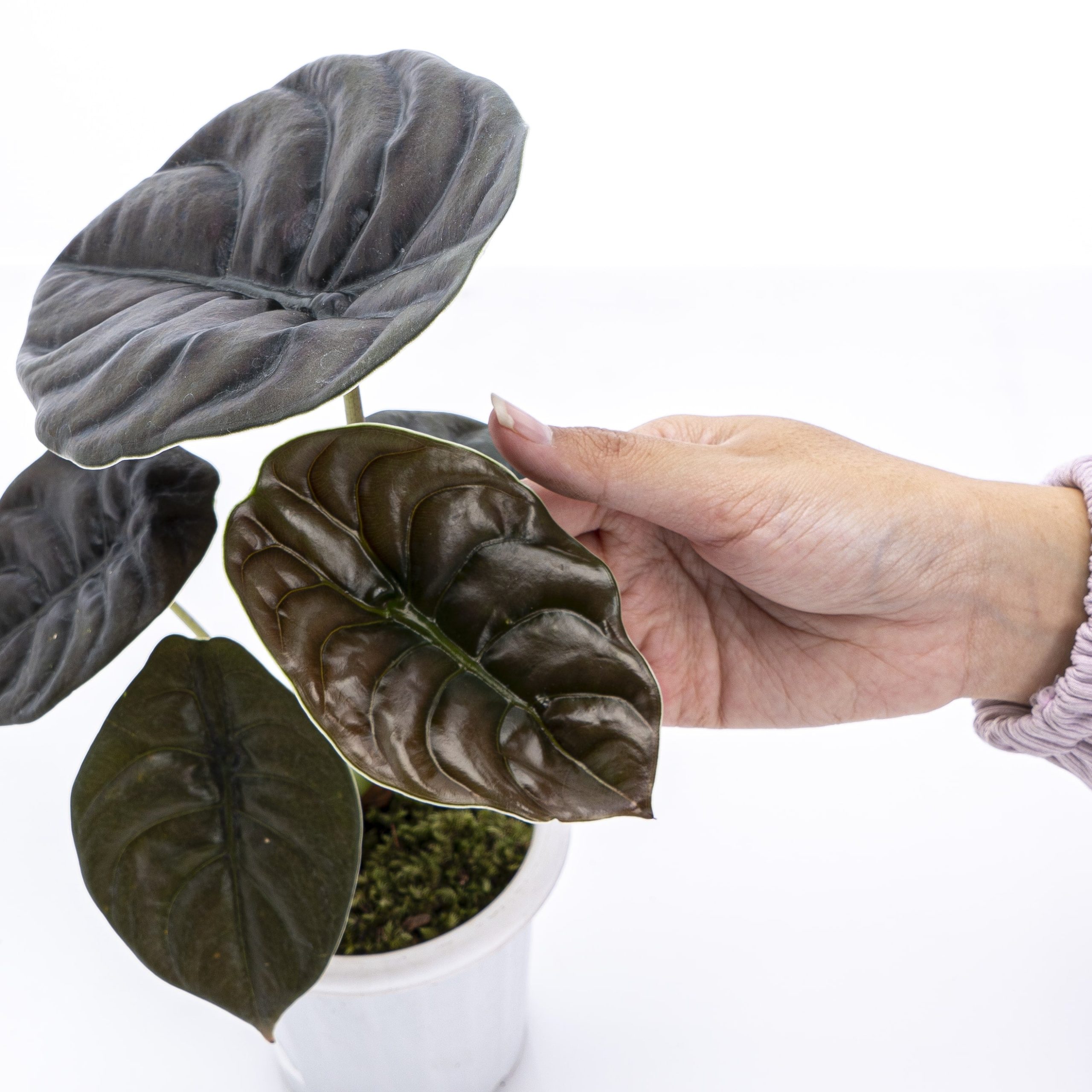 Alocasia Cuprea - Image 4