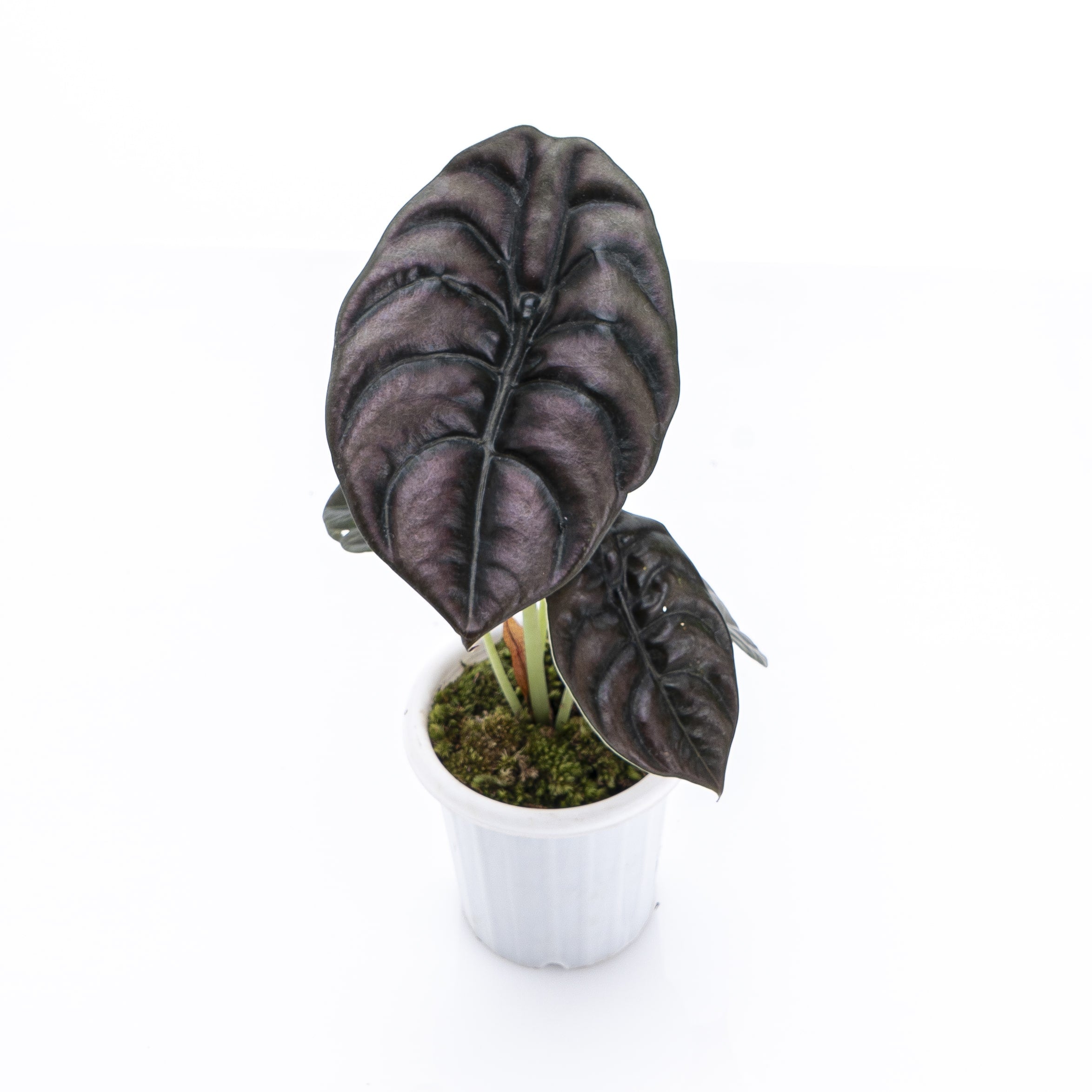Alocasia Cuprea - Image 5