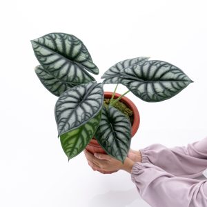 Alocasia Dragon Scale Borneo - Mature size