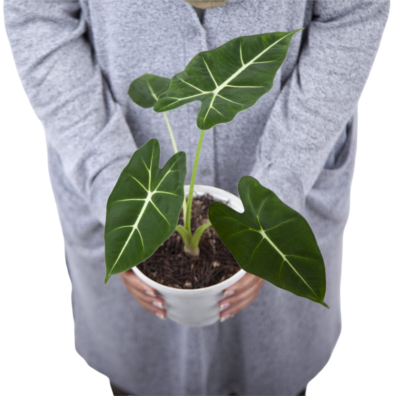 Alocasia Frydek - Image 2