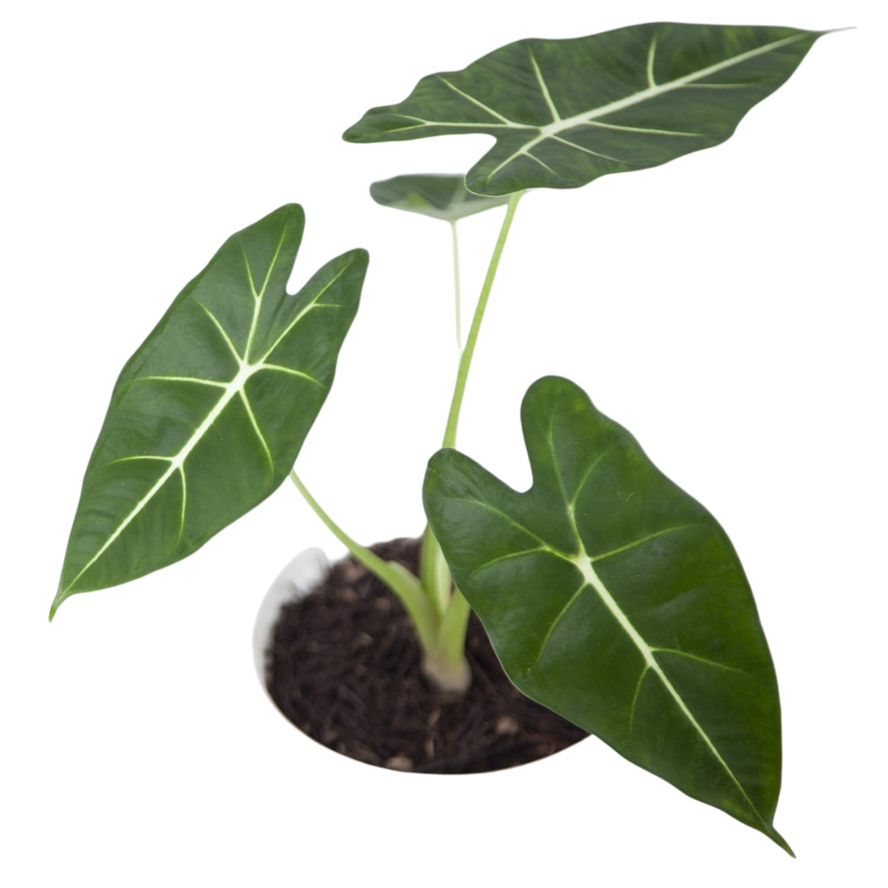 Alocasia Frydek - Image 3