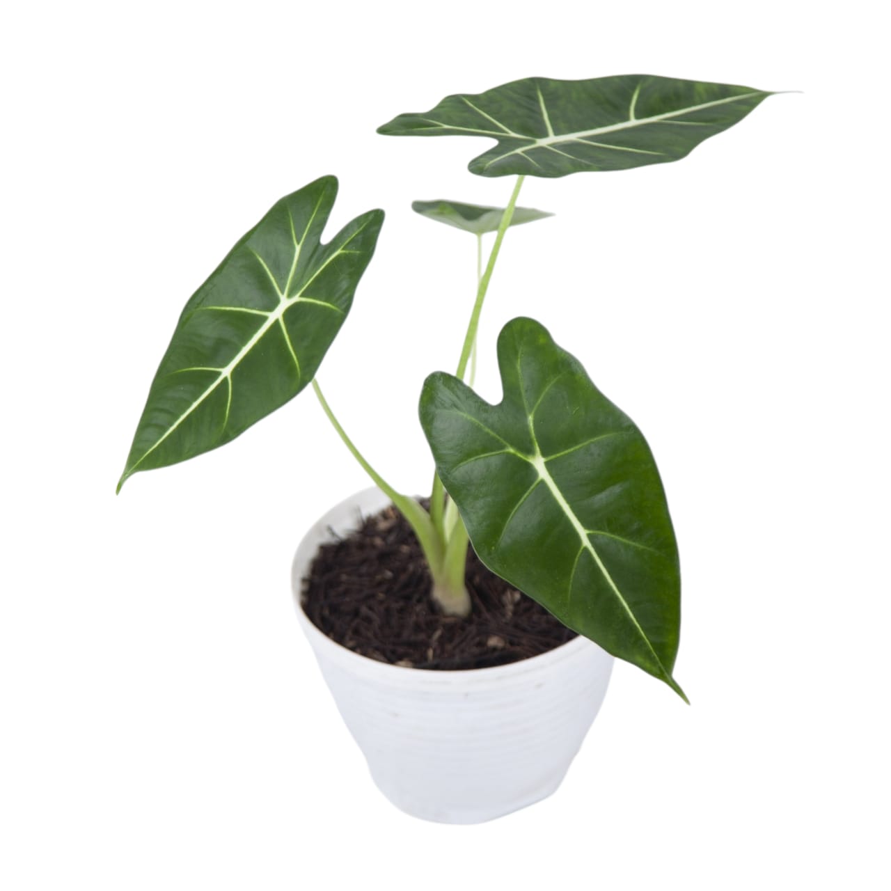 Alocasia Frydek - Image 4